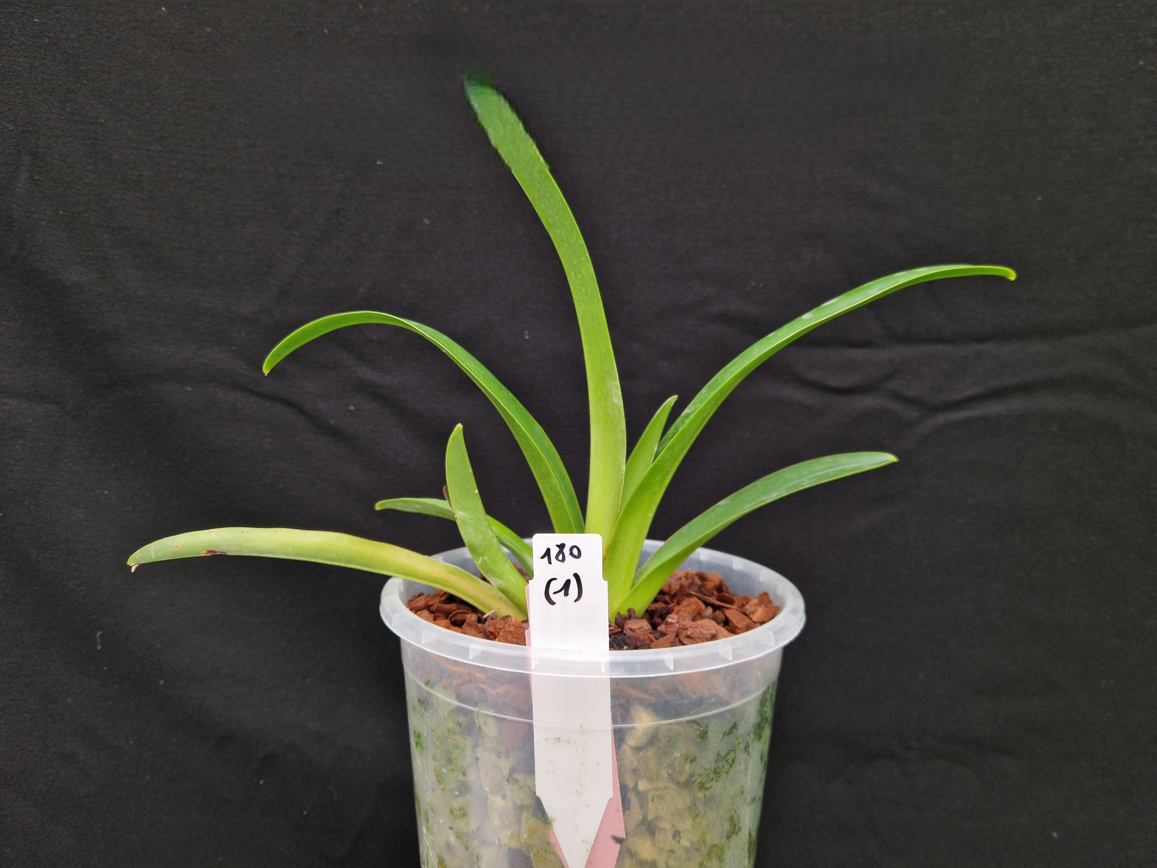 Paphiopedilum tigrinum SELECT!