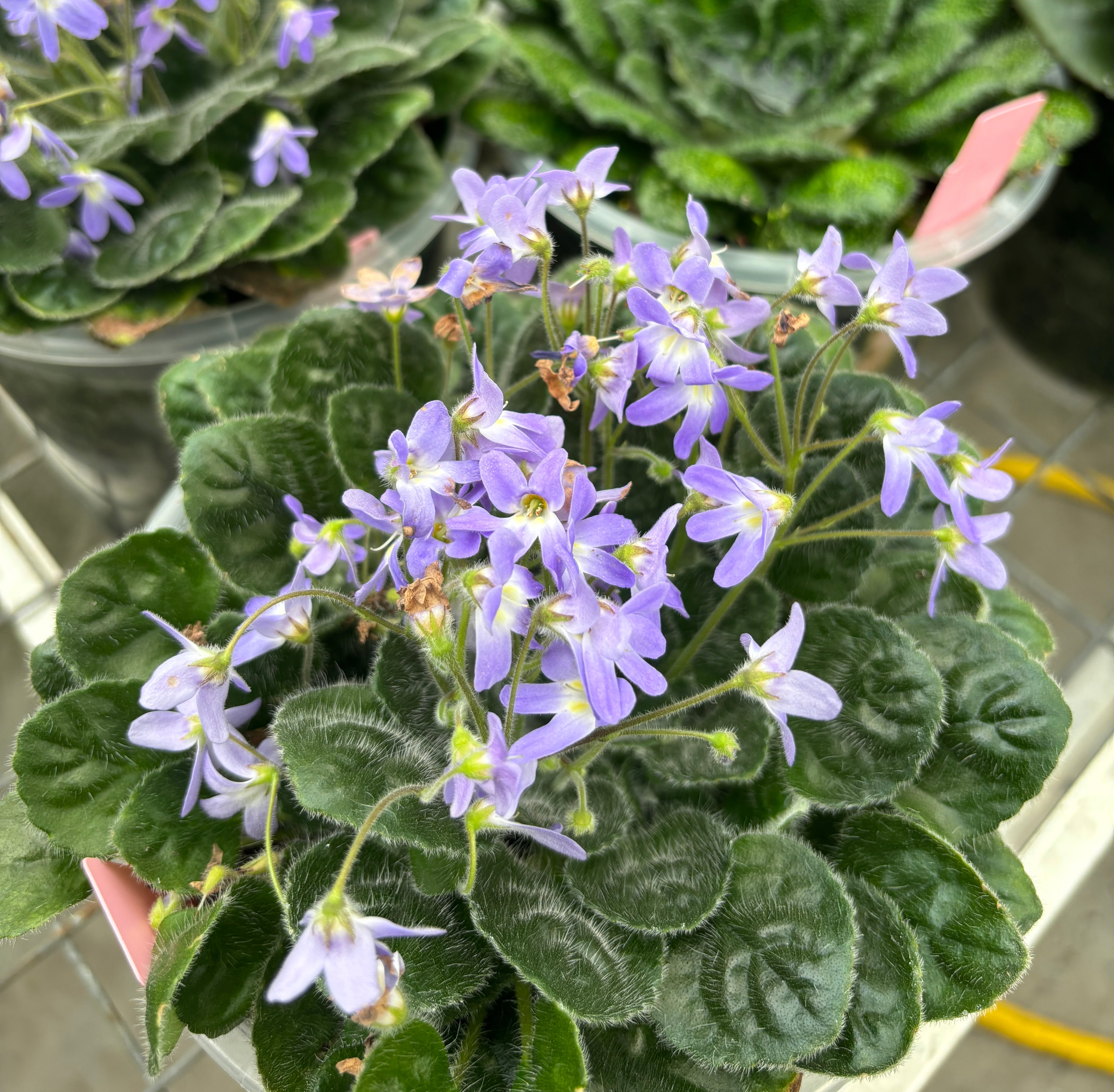 JaggarCross Green Fuel Fertilizer 8 oz