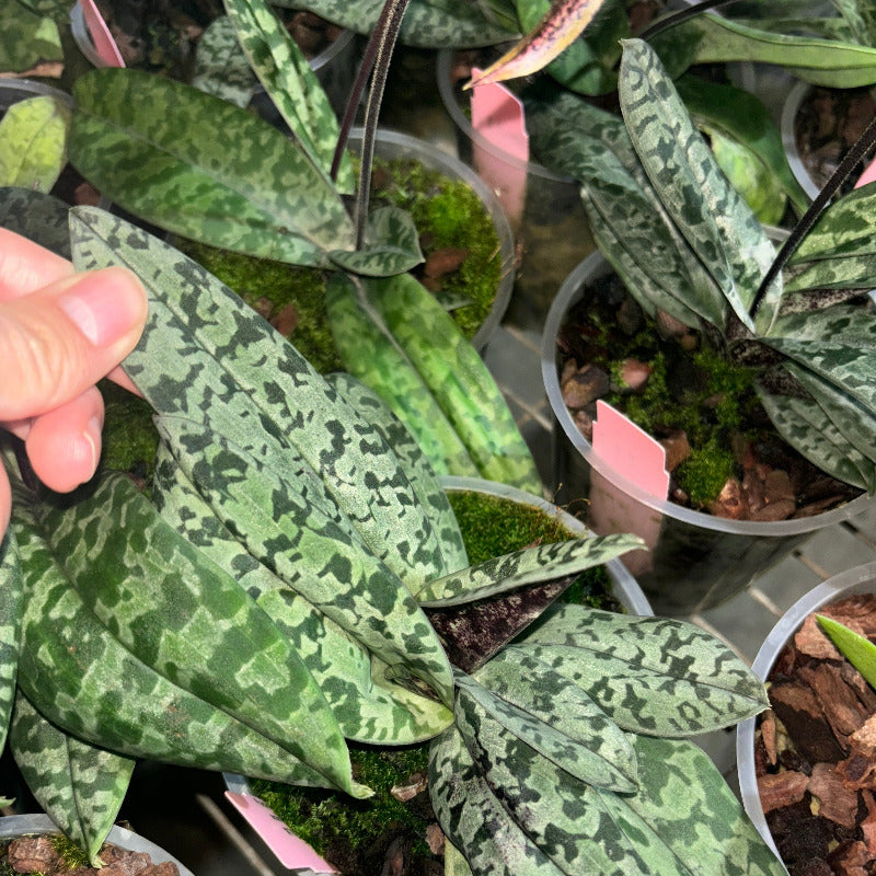 Jaggar Cross Exotics Orchid Fuel Specialty Fertilizer 8 oz