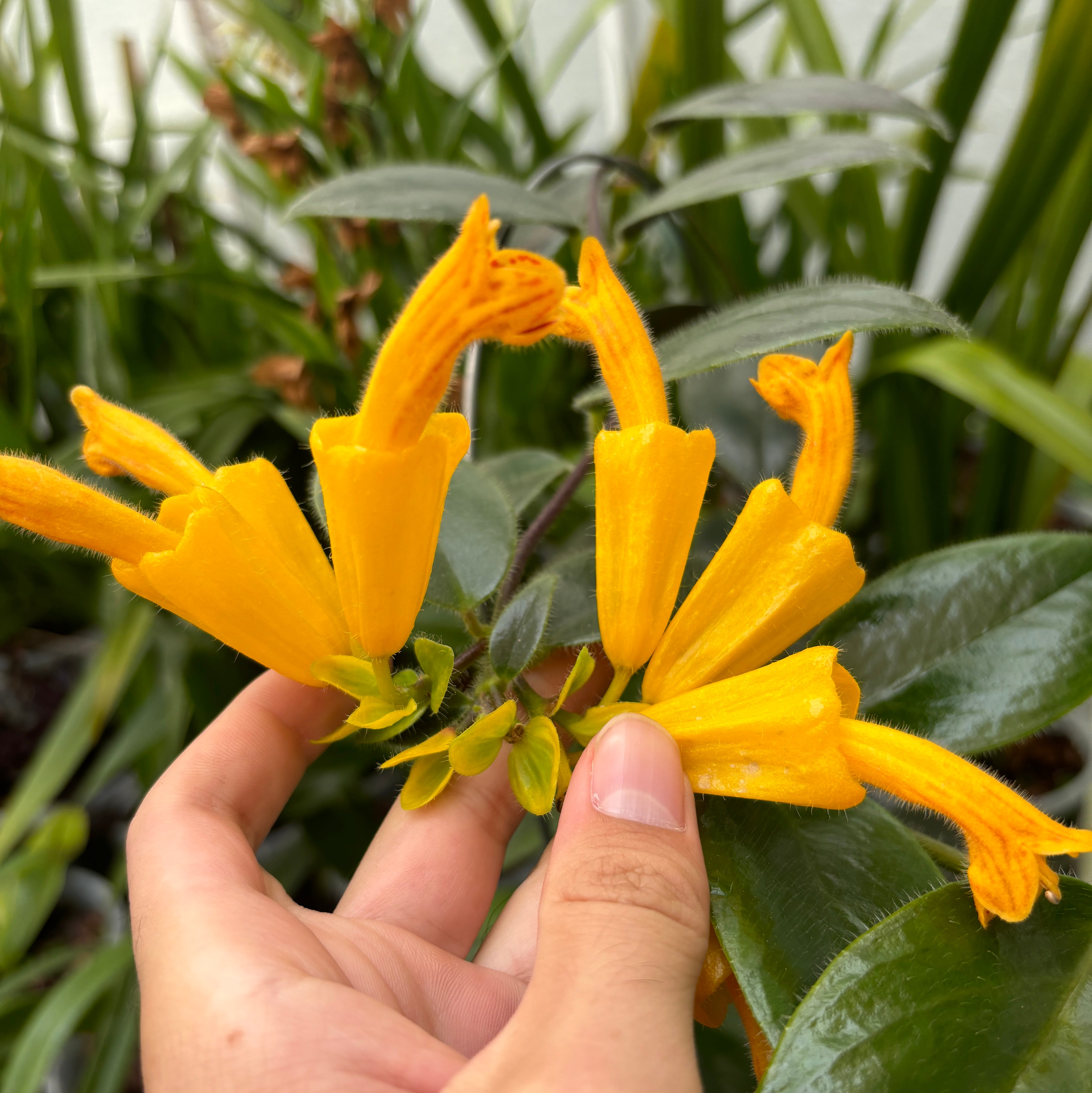 JaggarCross Green Fuel Fertilizer 8 oz