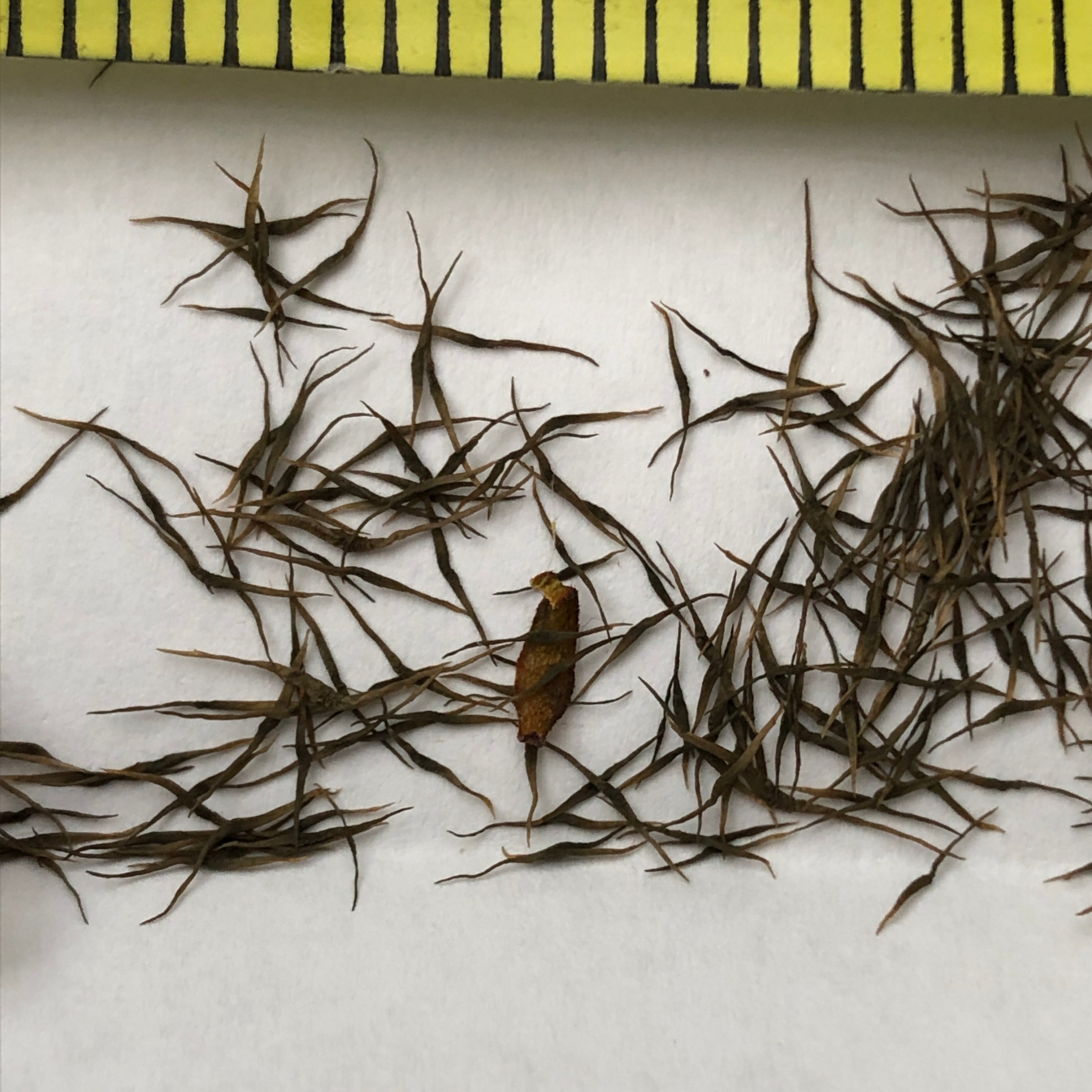 Nepenthes ventricosa x trusmadiensis Seeds