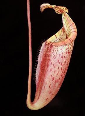 Nepenthes burbidgeae x Mira BE-3999