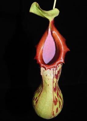 Nepenthes burkei BE-3254 Large