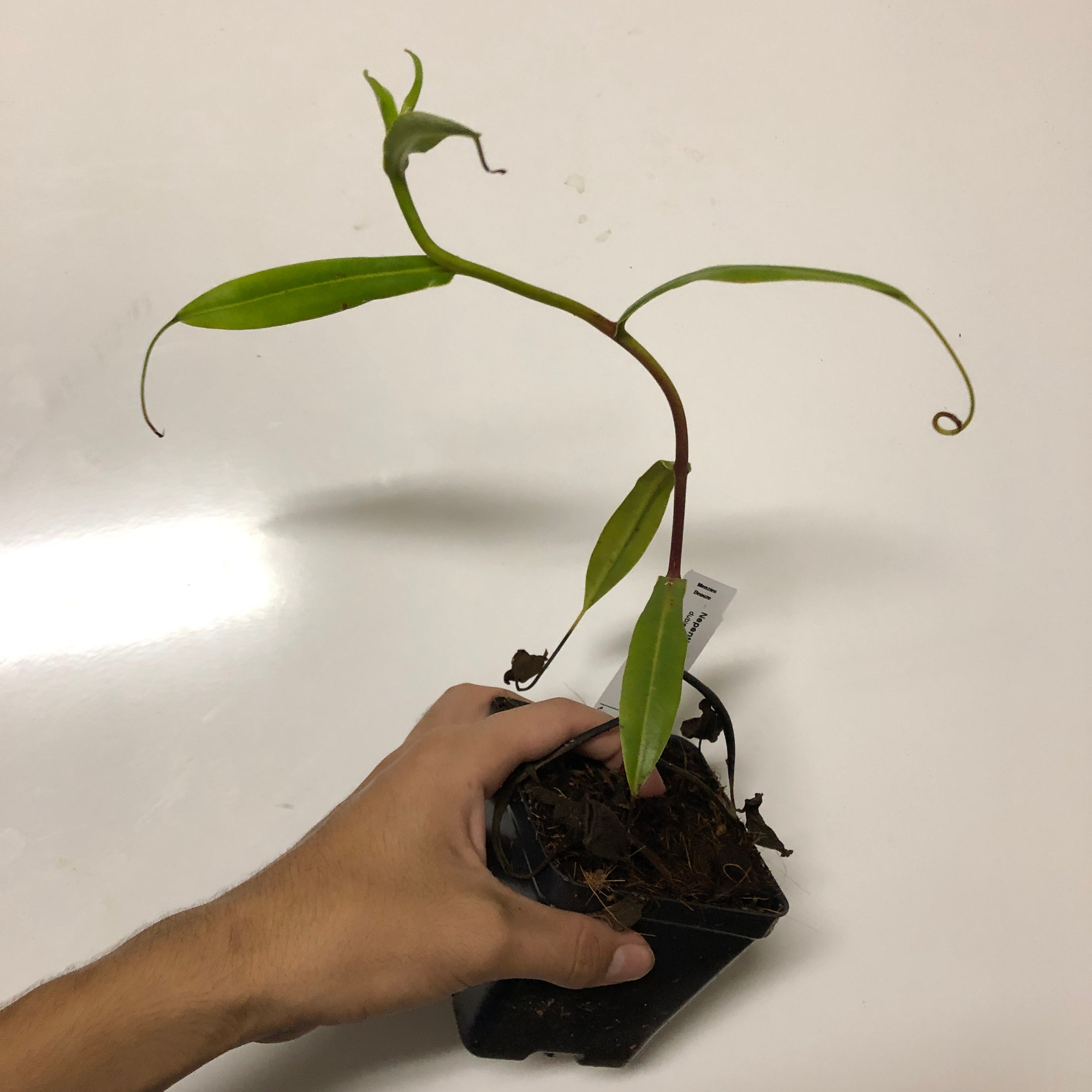 Nepenthes dubia Malea 3