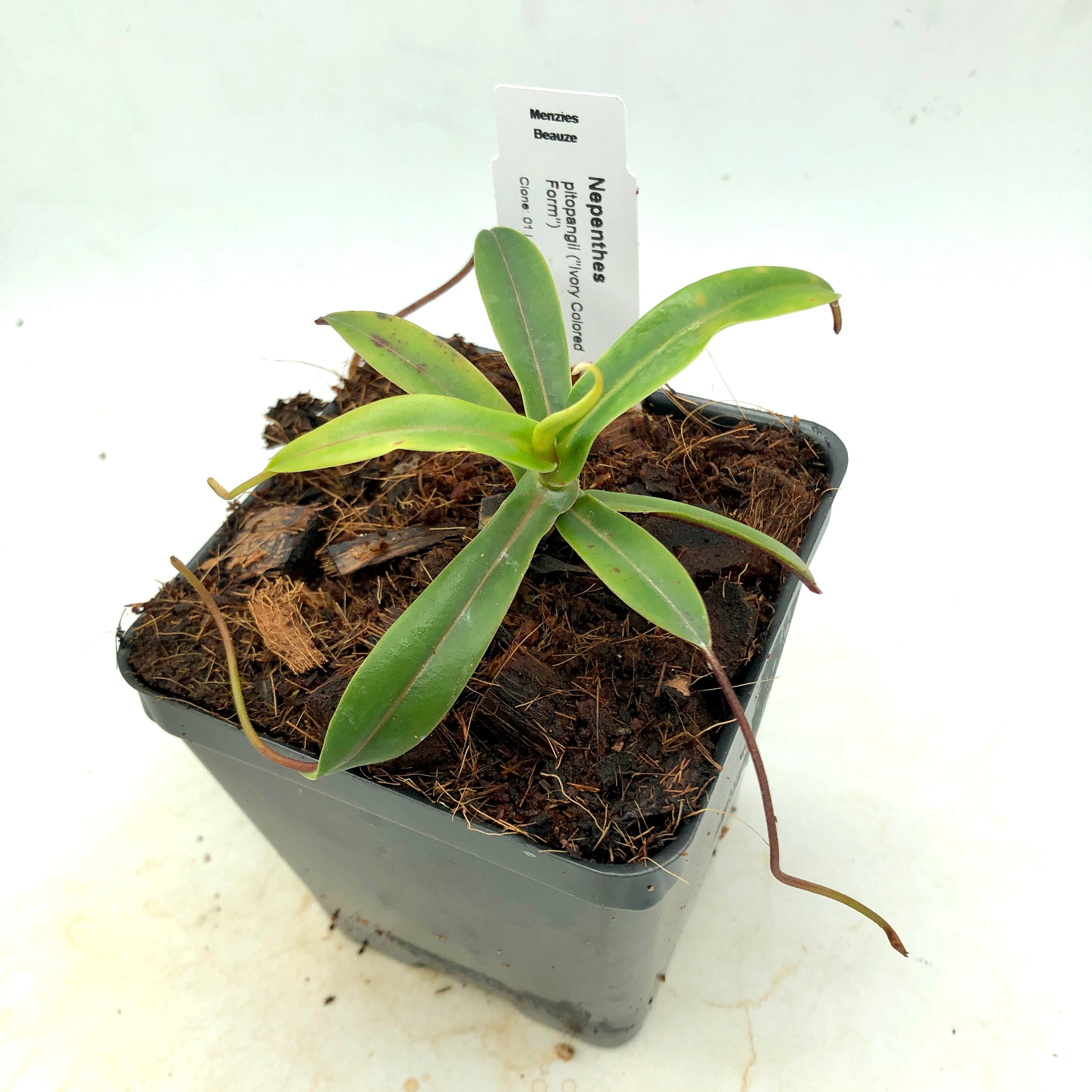 Nepenthes pitopangii Ivory Form