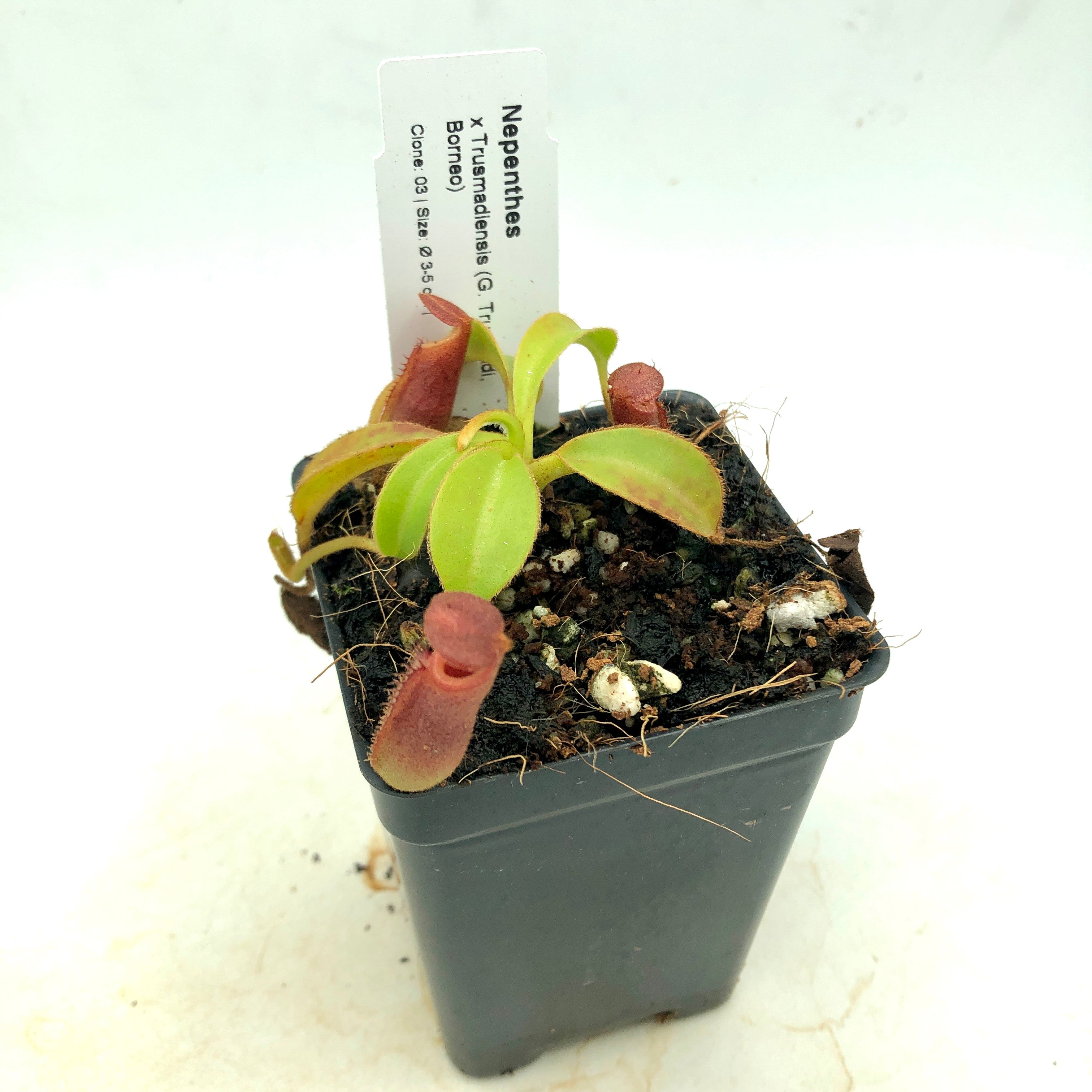 Nepenthes trusmadiensis clone 3 Wistuba