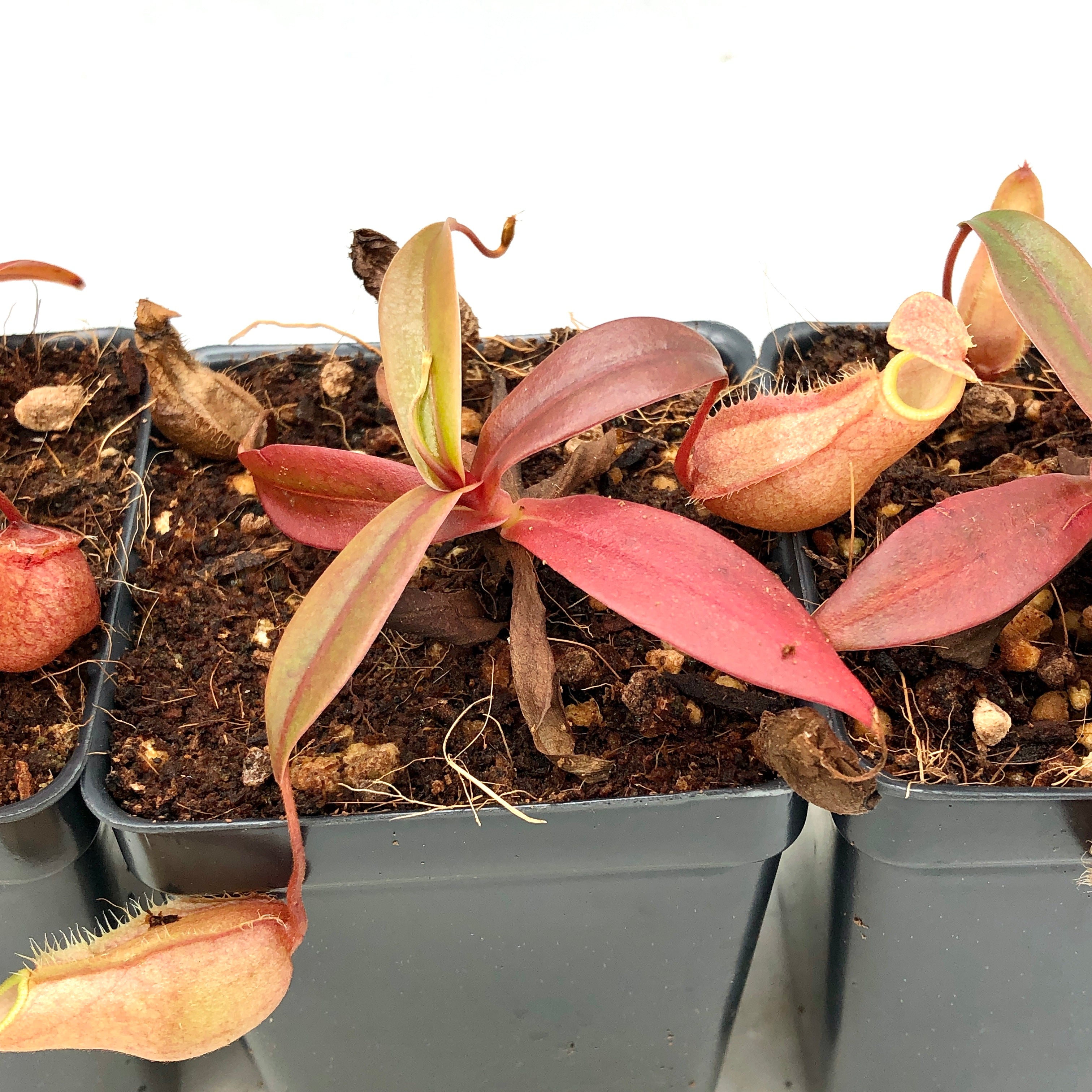 Nepenthes bellii BE-3026