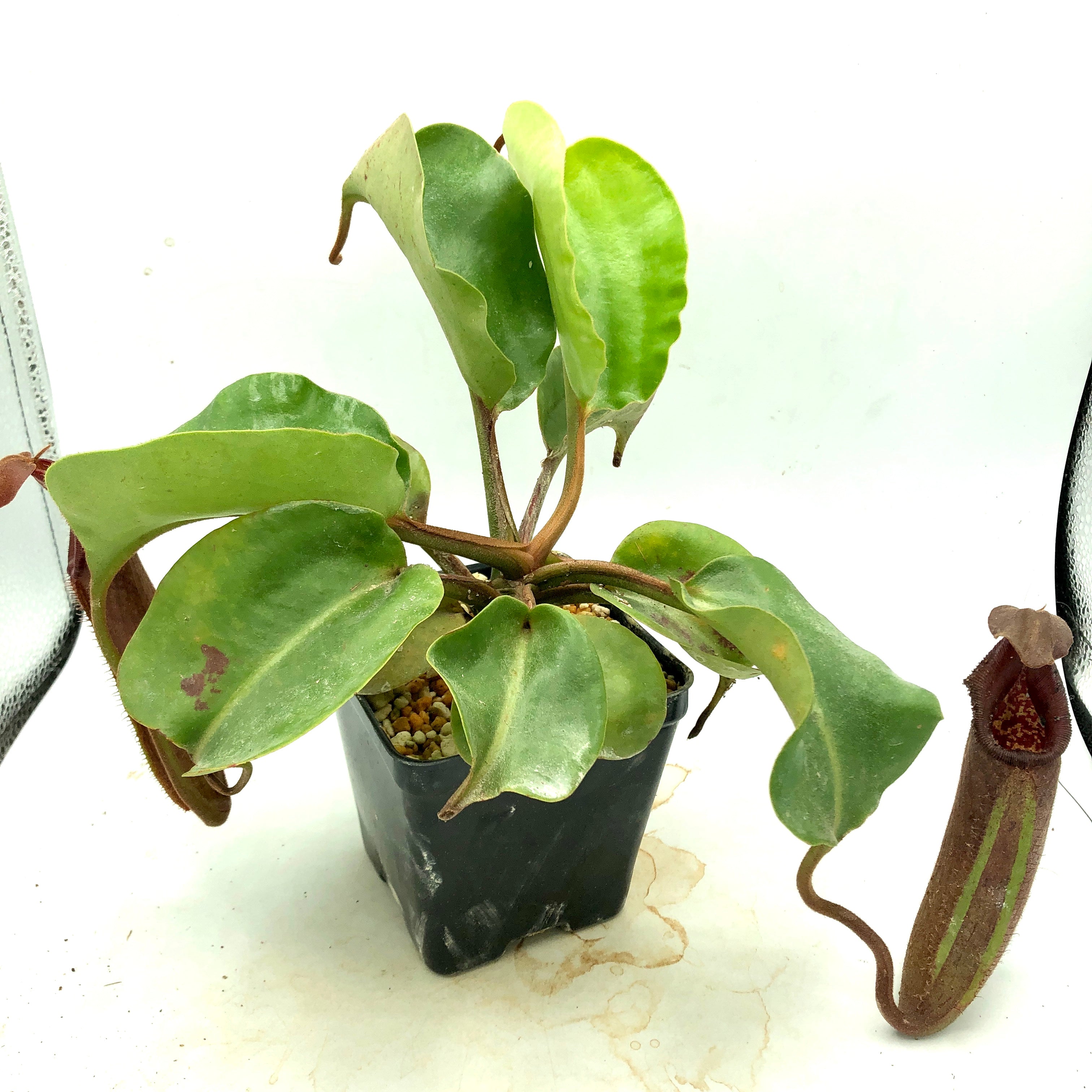 Nepenthes nebularum BCP