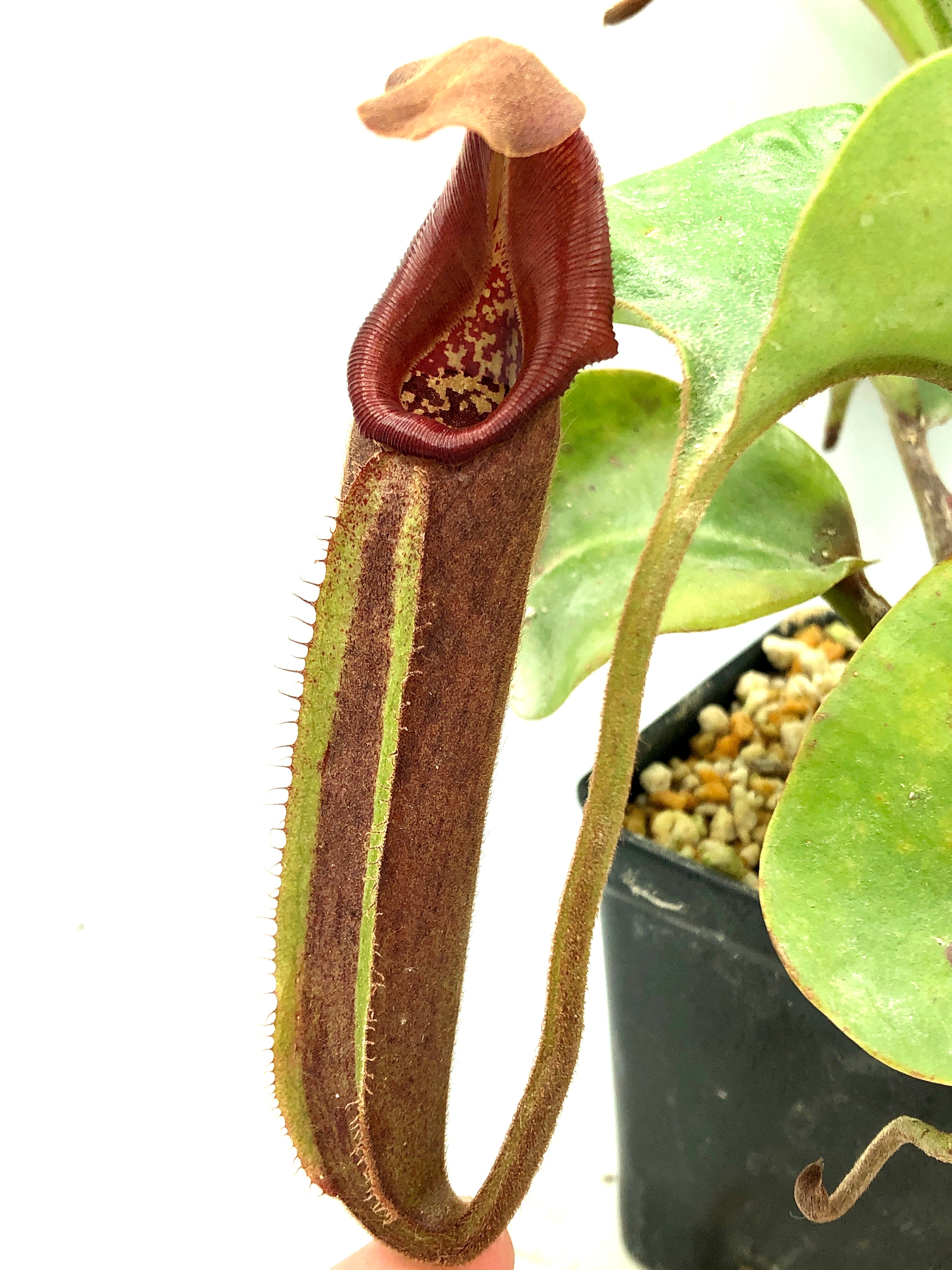 Nepenthes nebularum BCP