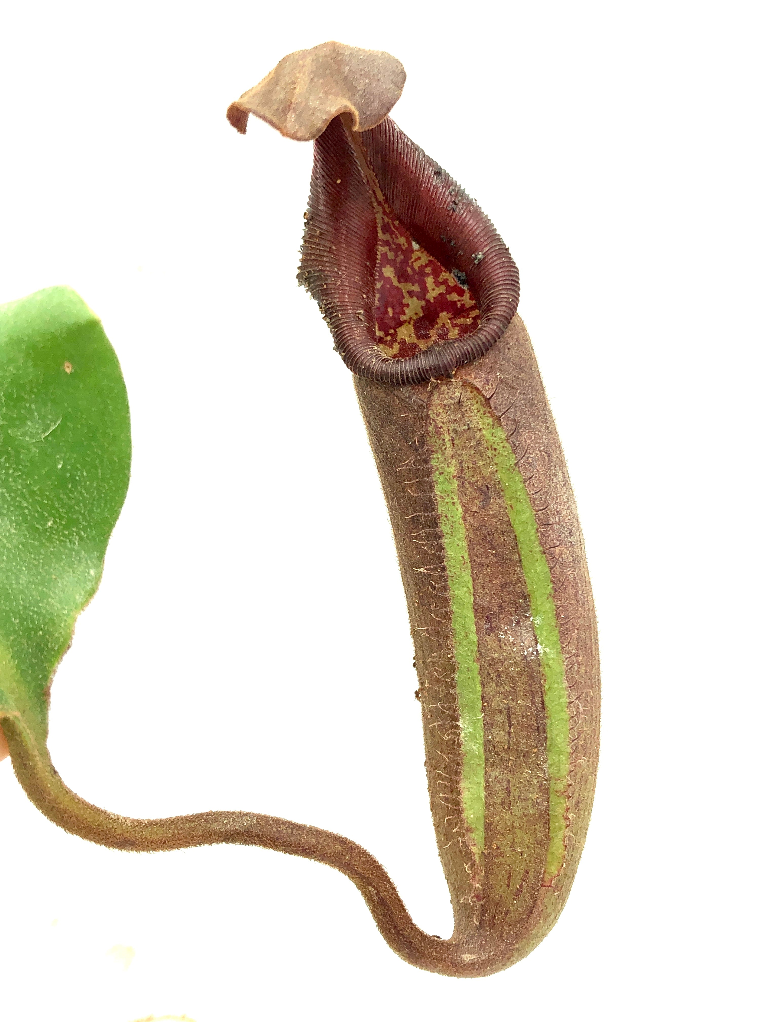 Nepenthes nebularum BCP