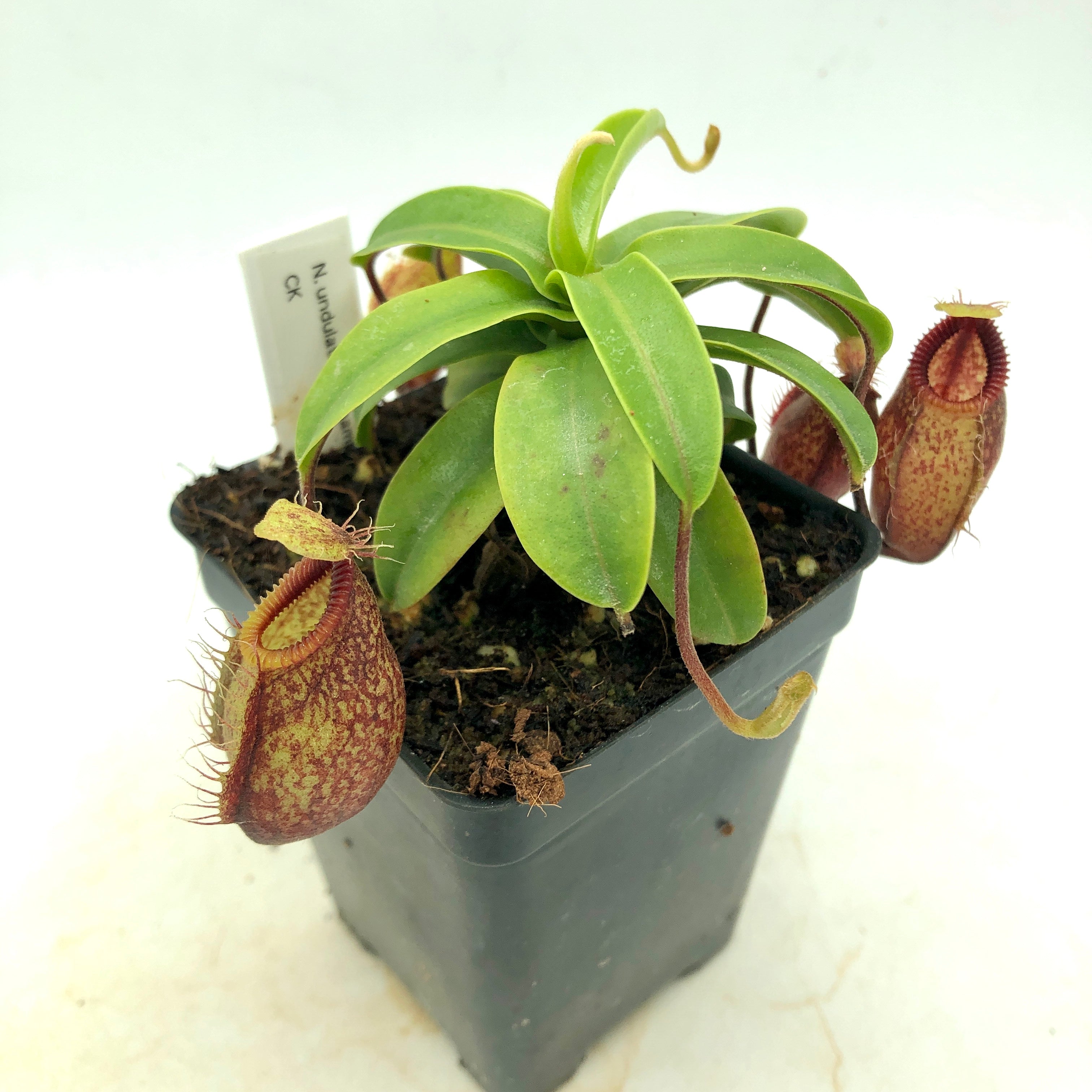 Nepenthes undulatifolia x hamata CK