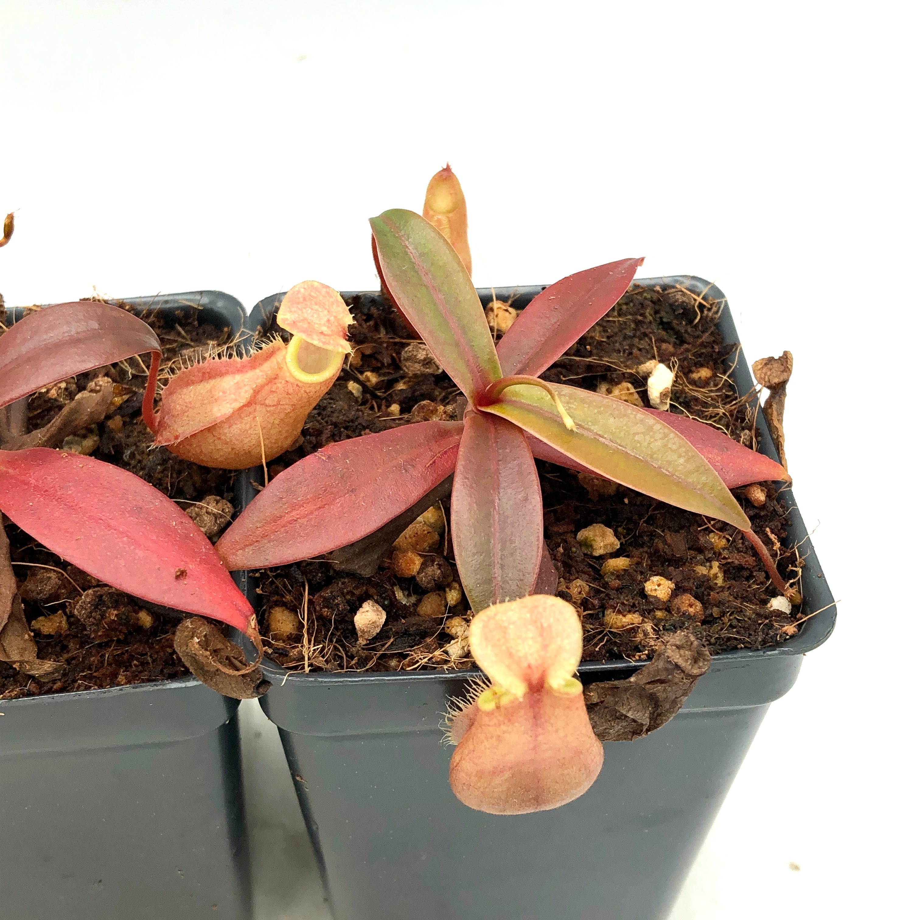 Nepenthes bellii BE-3026