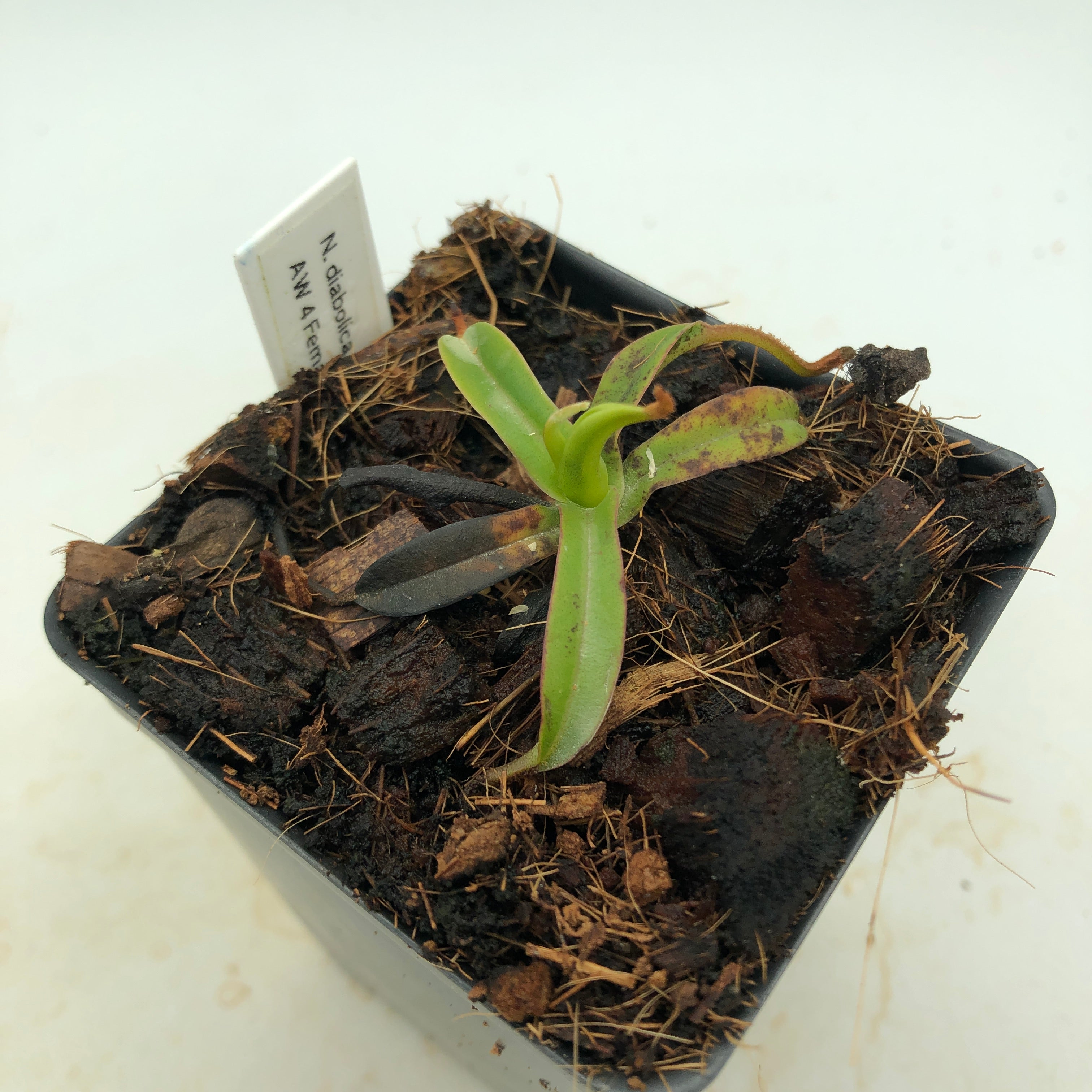Nepenthes Clone 4