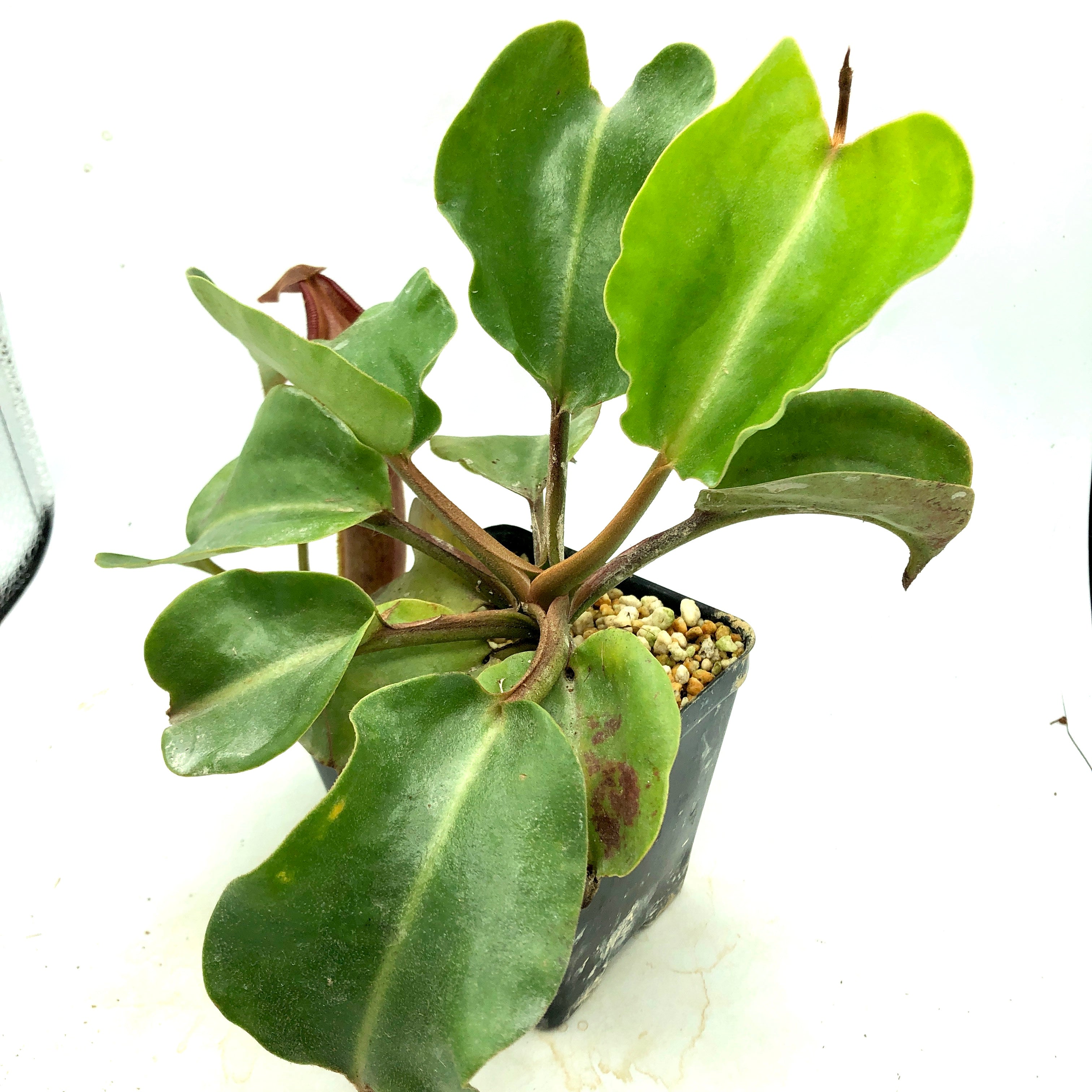 Nepenthes nebularum BCP