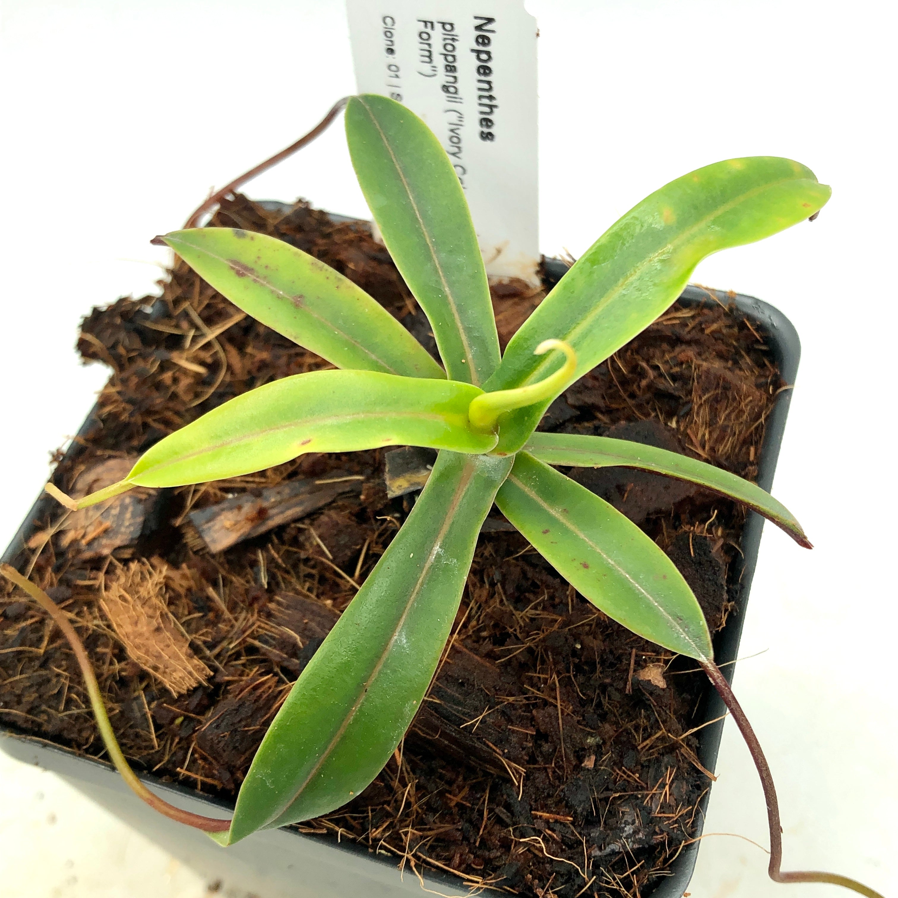 Nepenthes pitopangii Ivory Form