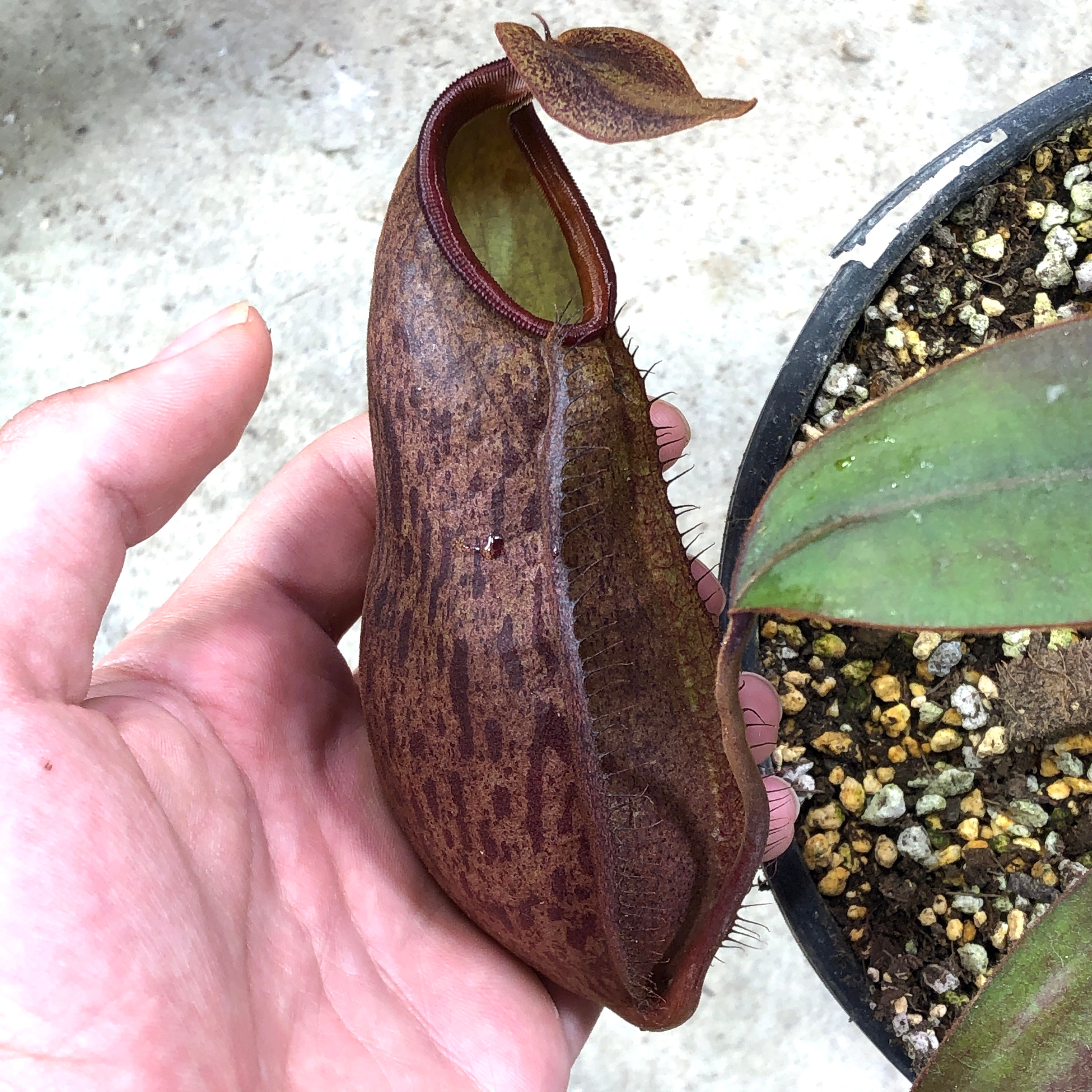 Nepenthes palawanensis x philippinensis