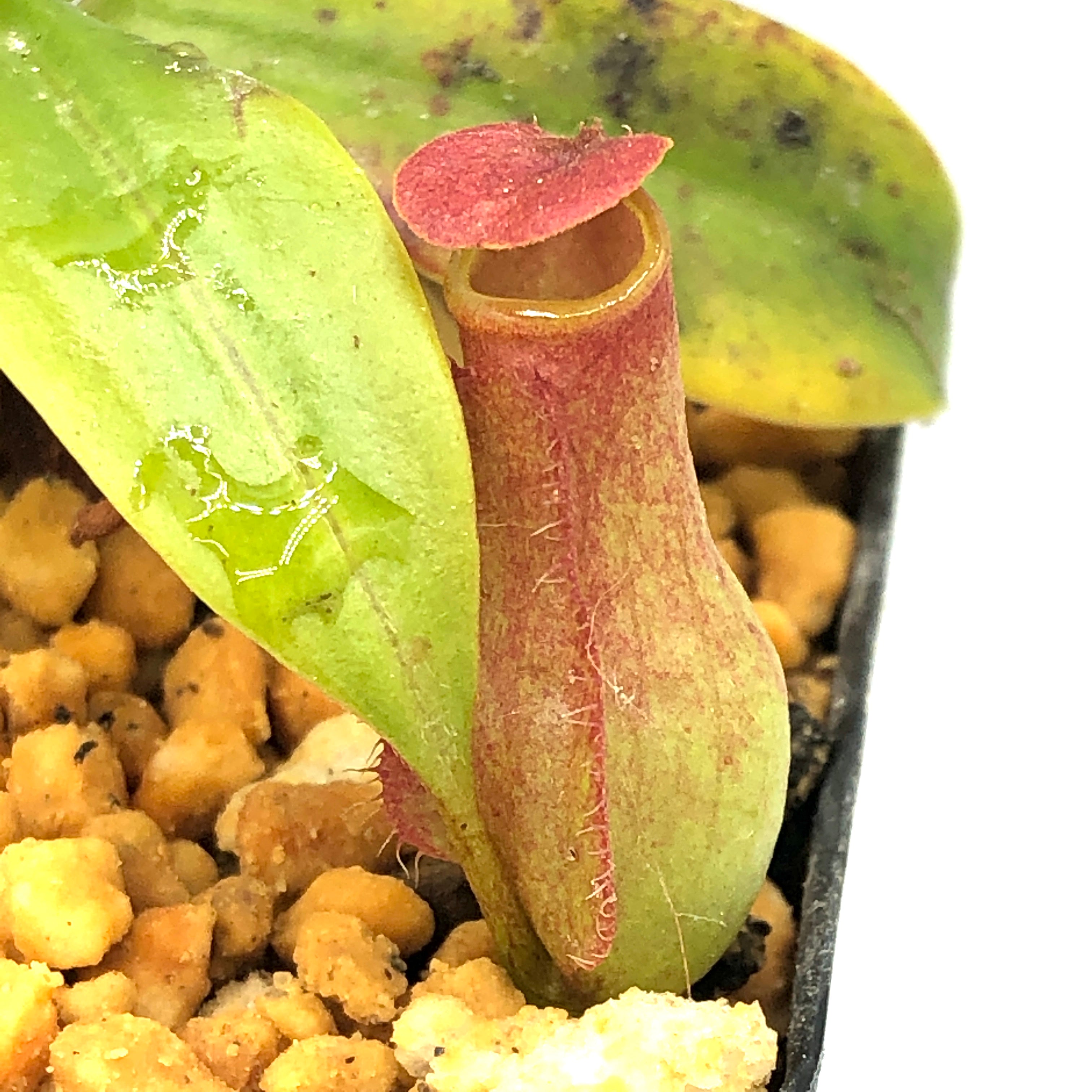 Nepenthes madagascariensis MT
