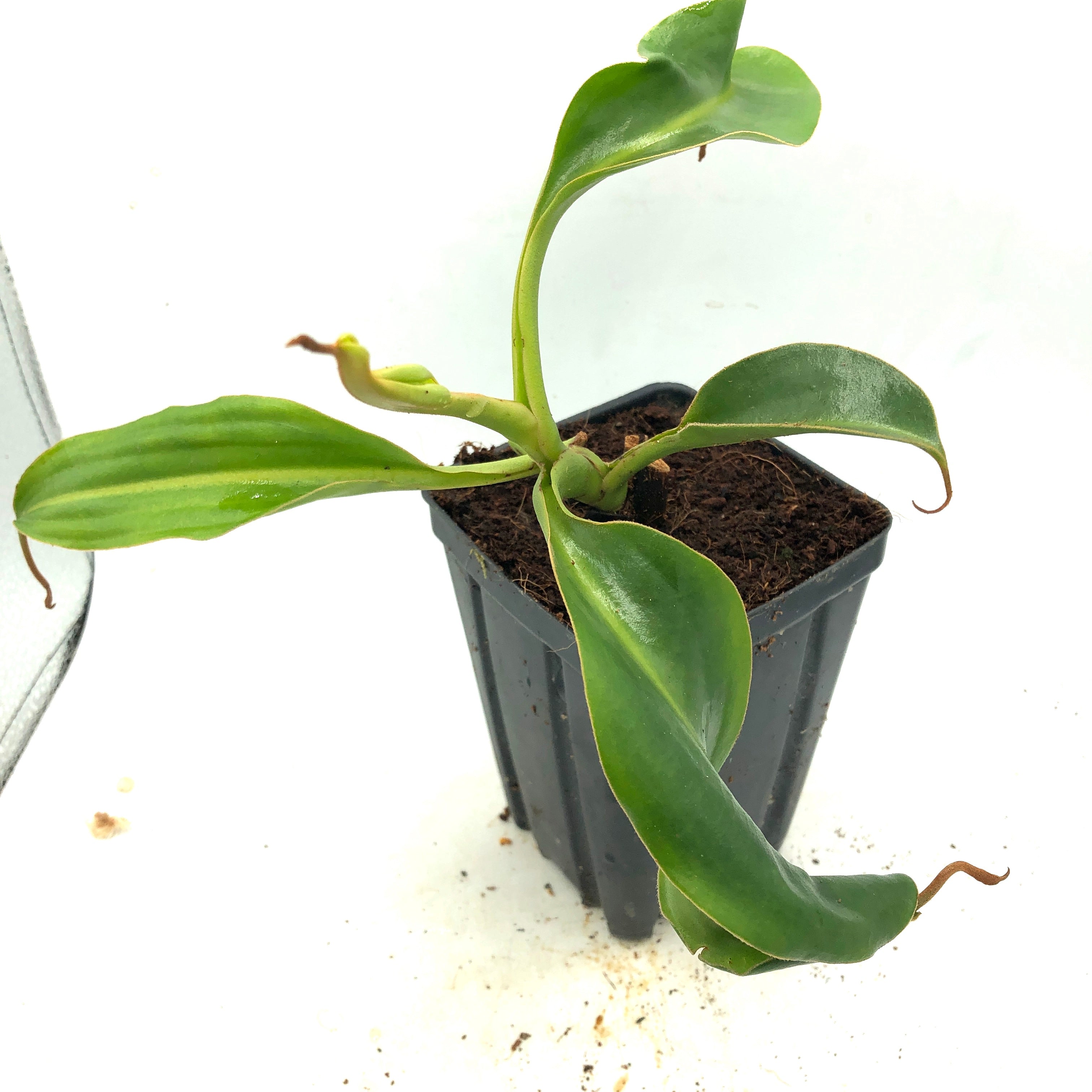 Nepenthes lowii cutting