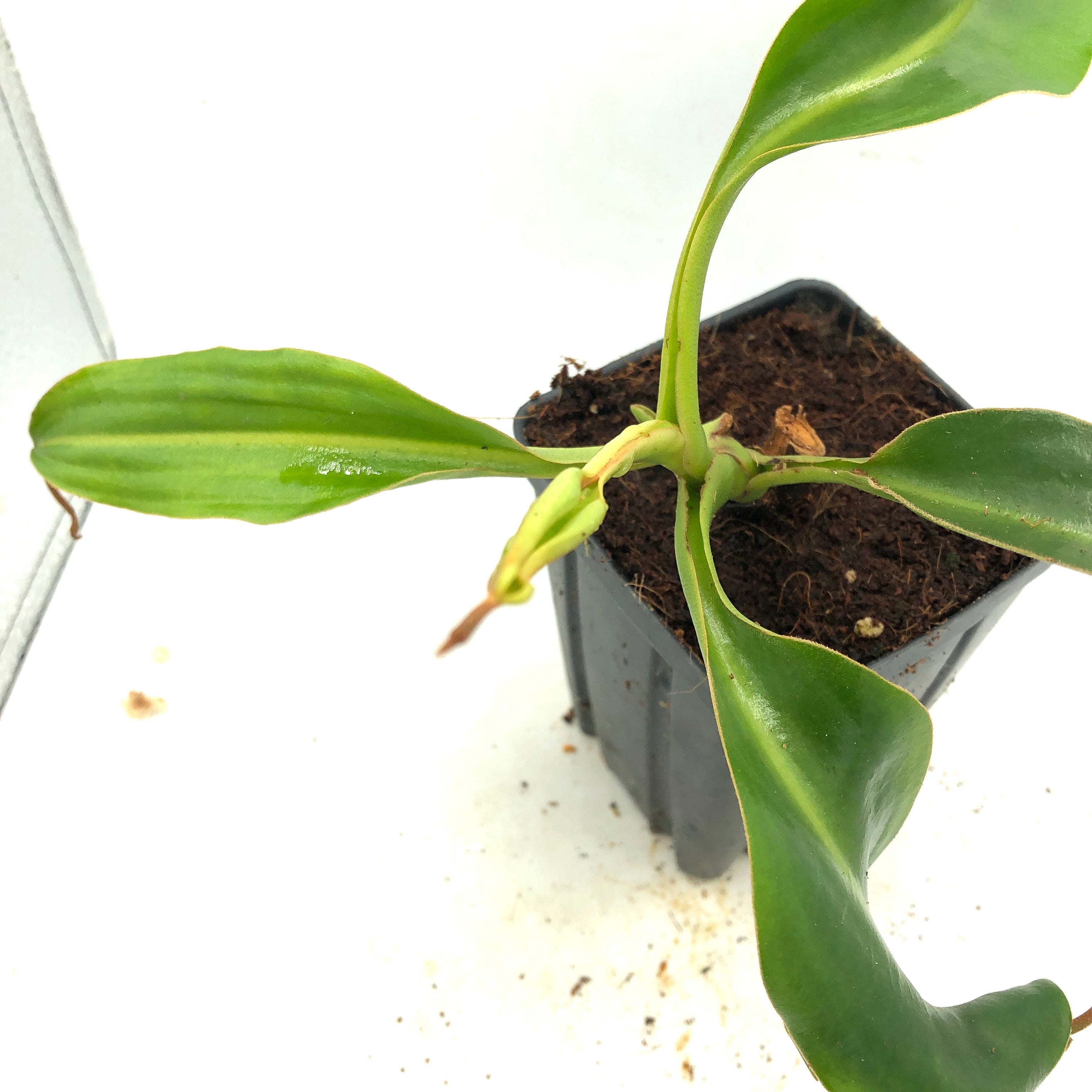 Nepenthes lowii cutting