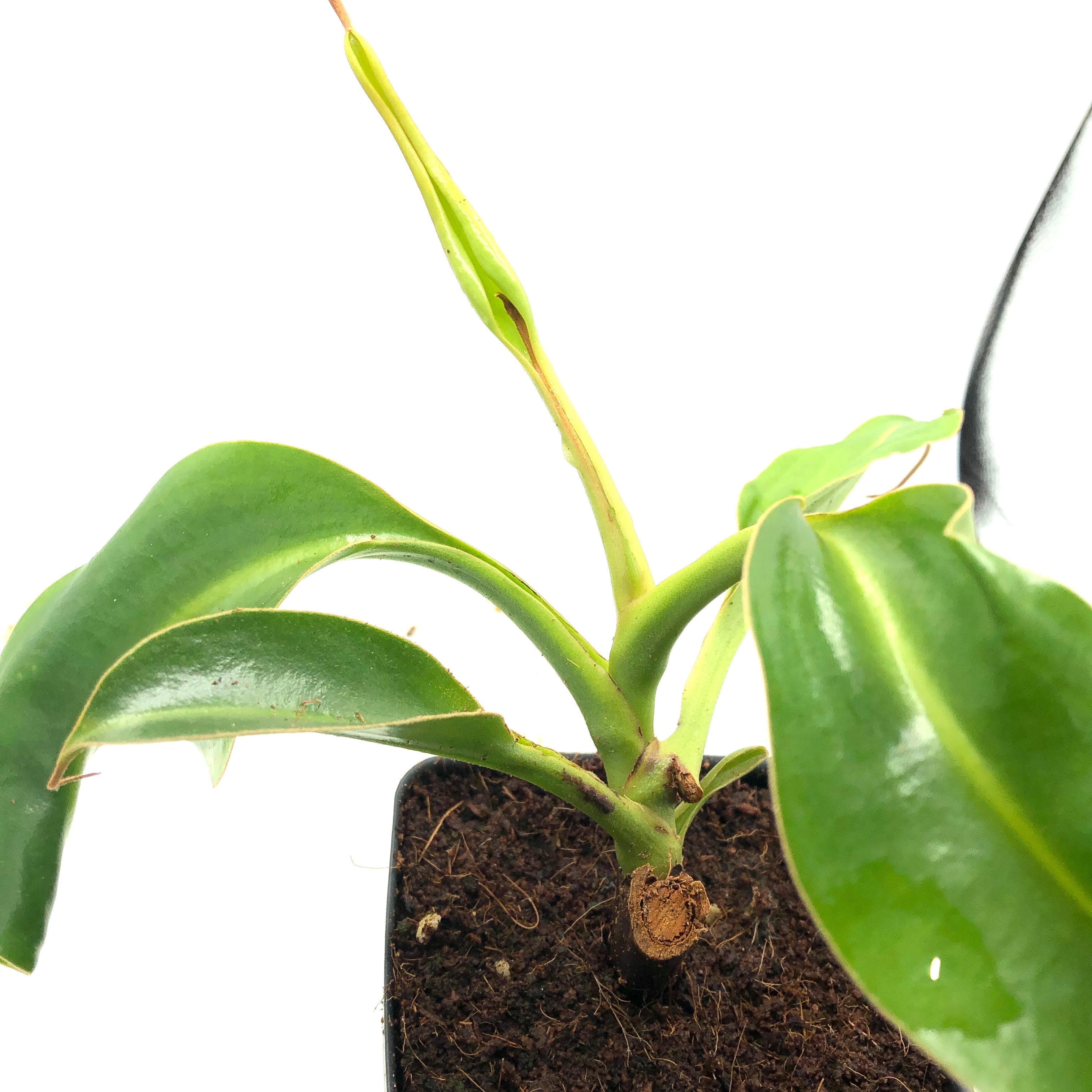 Nepenthes lowii cutting