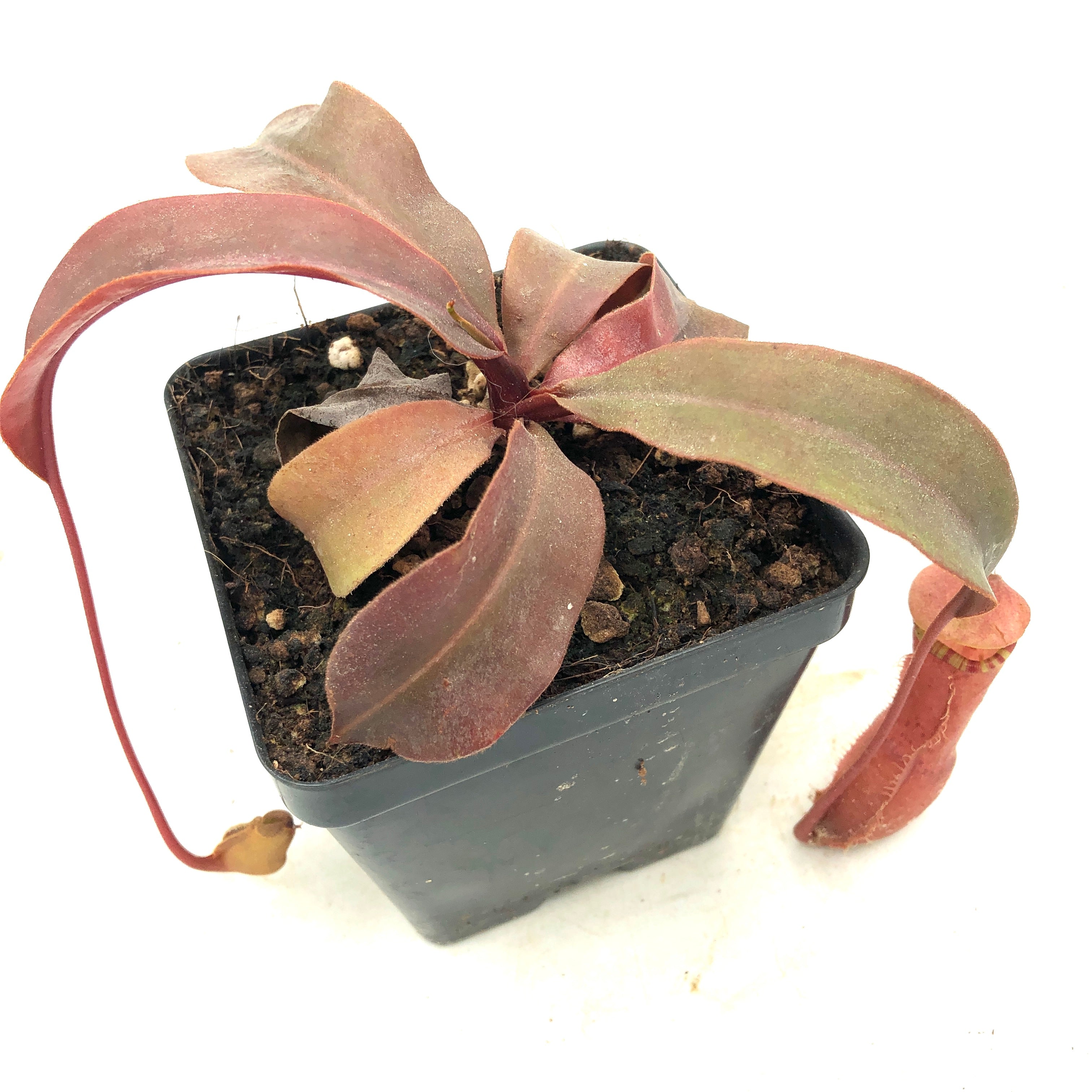 Nepenthes sumatrana