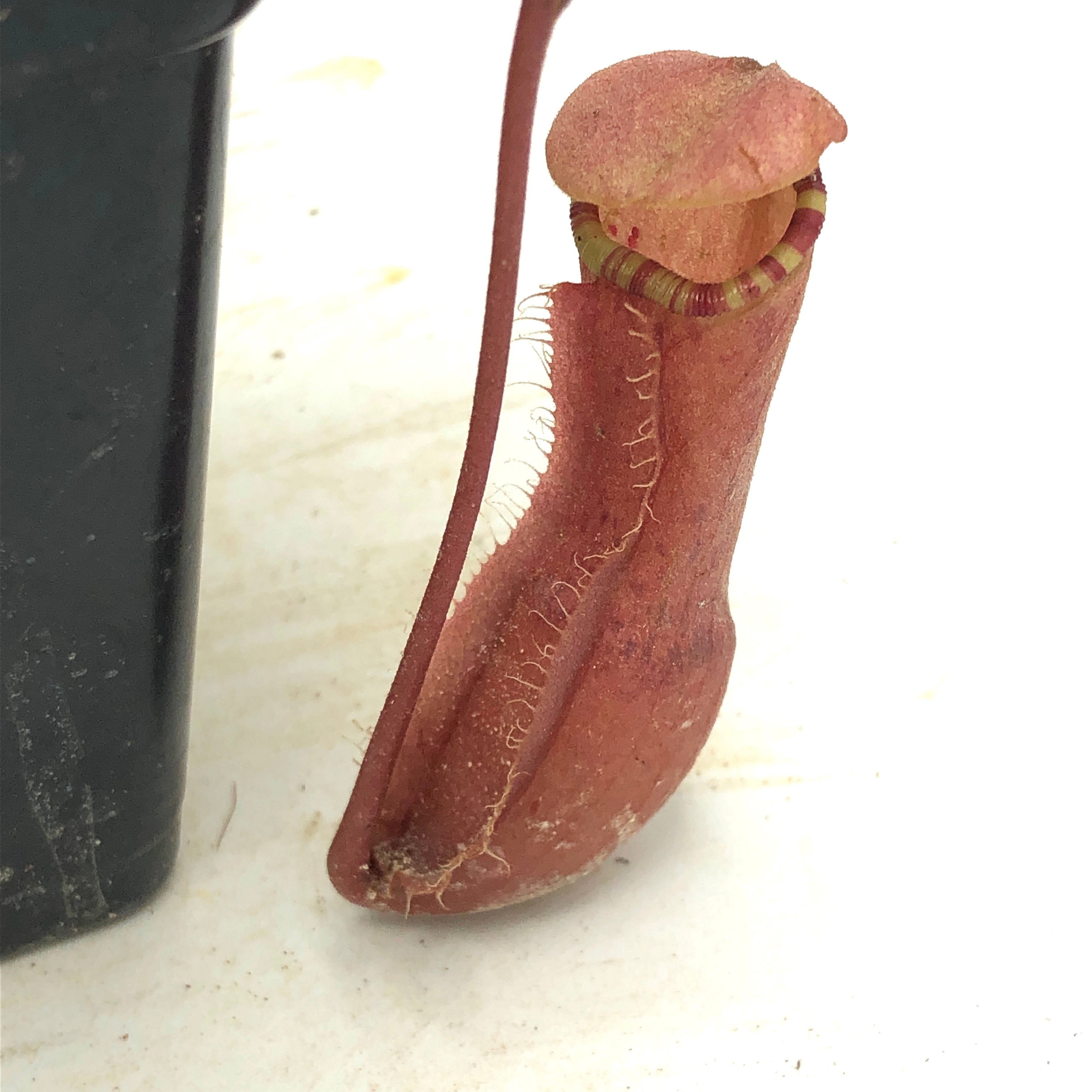 Nepenthes sumatrana