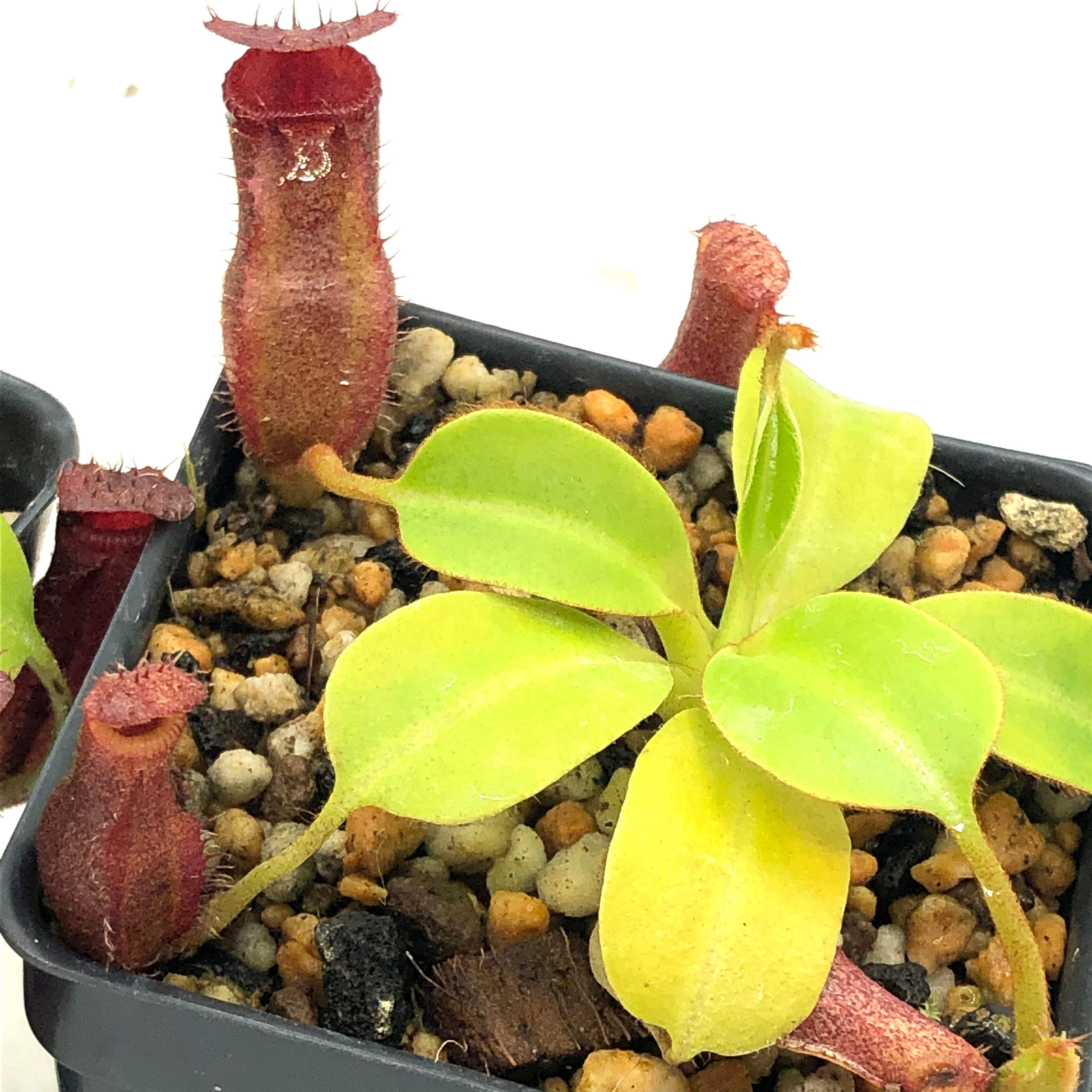 Nepenthes villosa x robcantleyi BE-4079