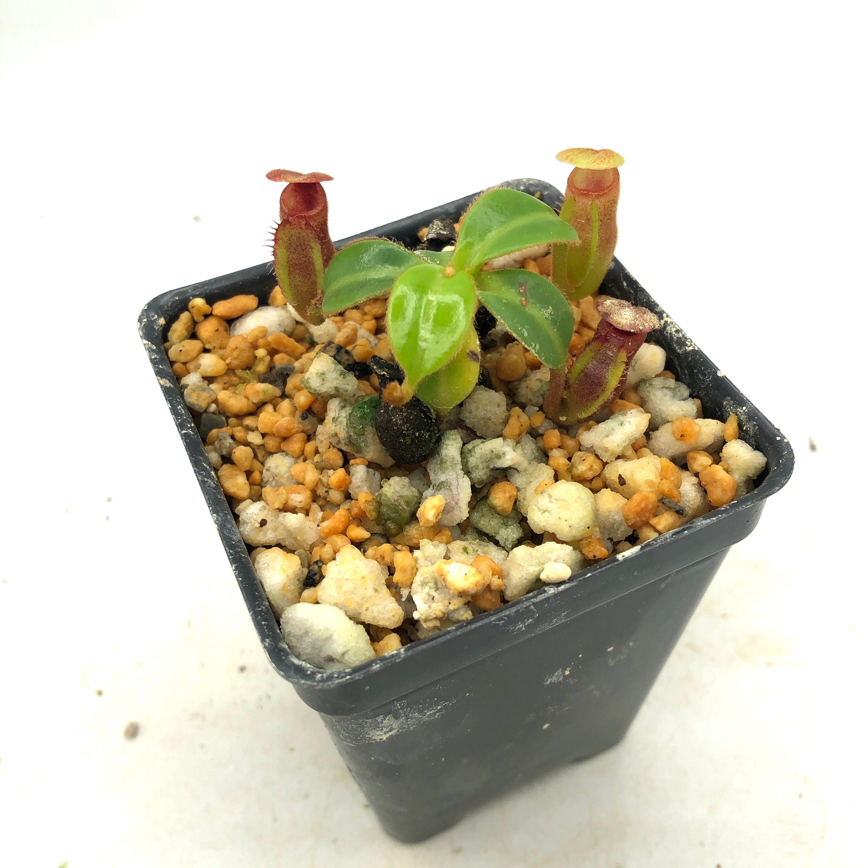 Nepenthes macrophylla AW Clone T