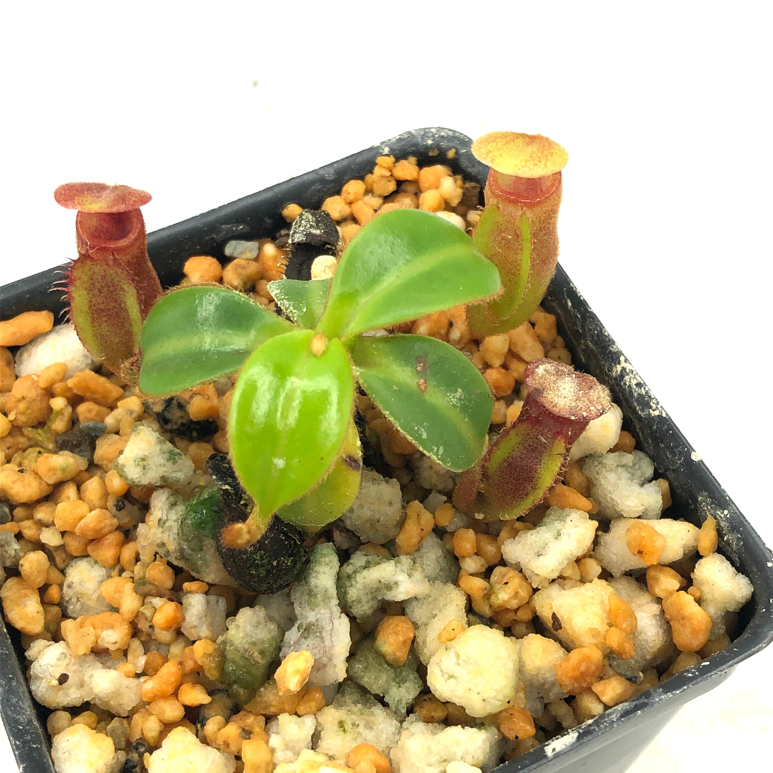 Nepenthes macrophylla AW Clone T