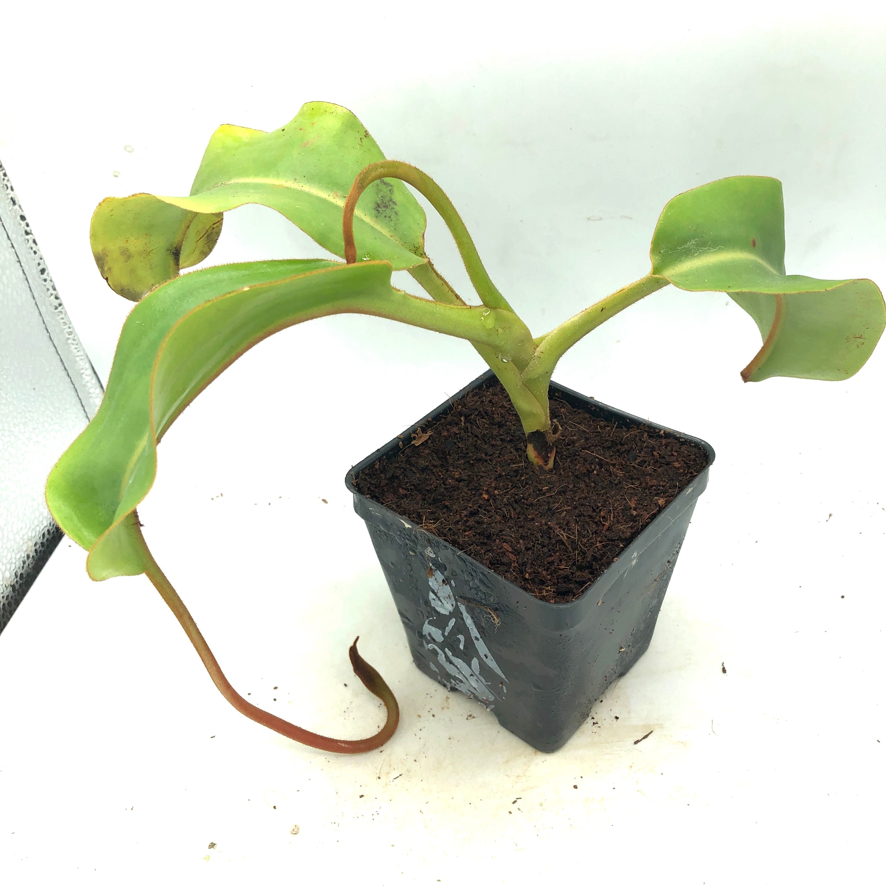 Nepenthes veitchii x lowii BE