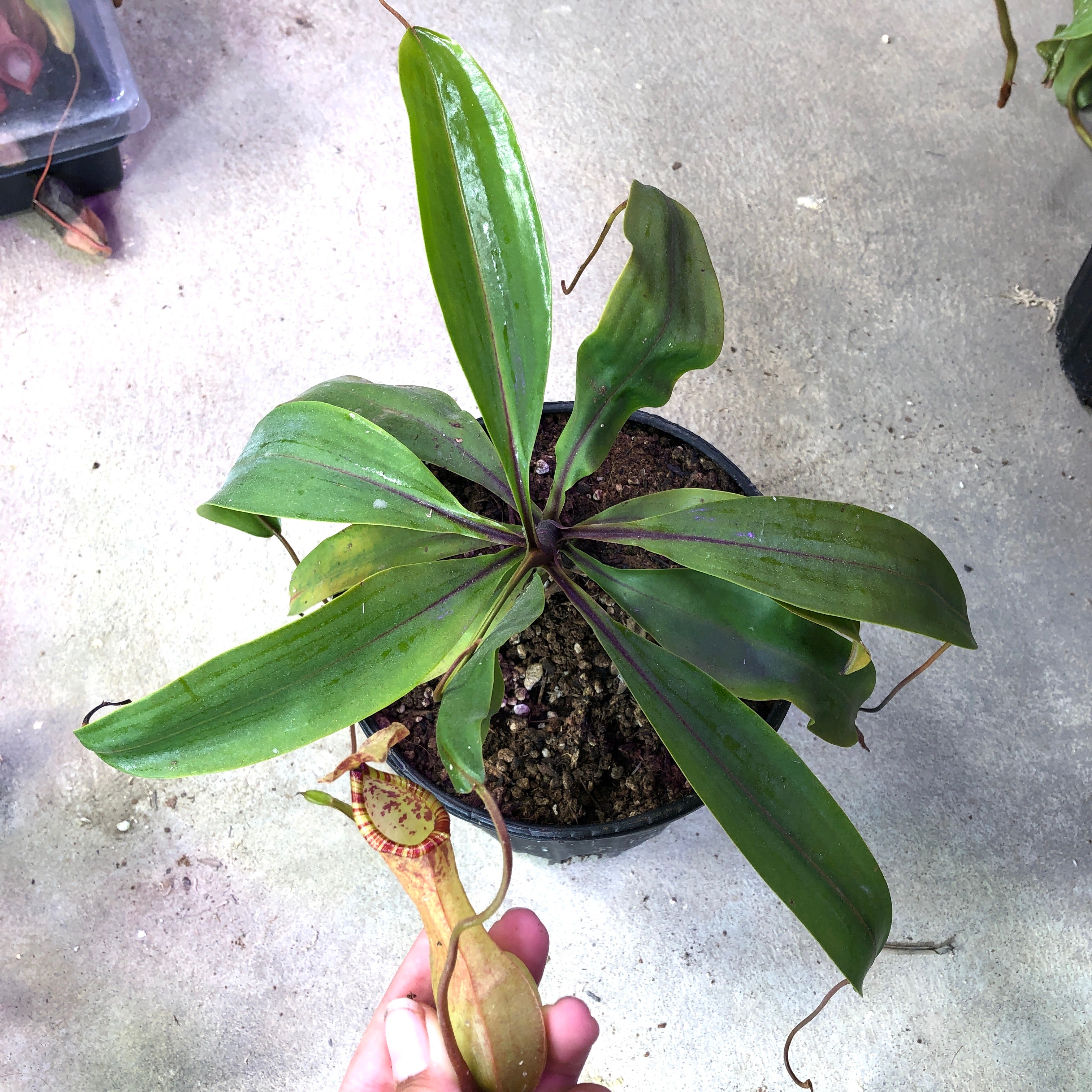 Nepenthes eustachya