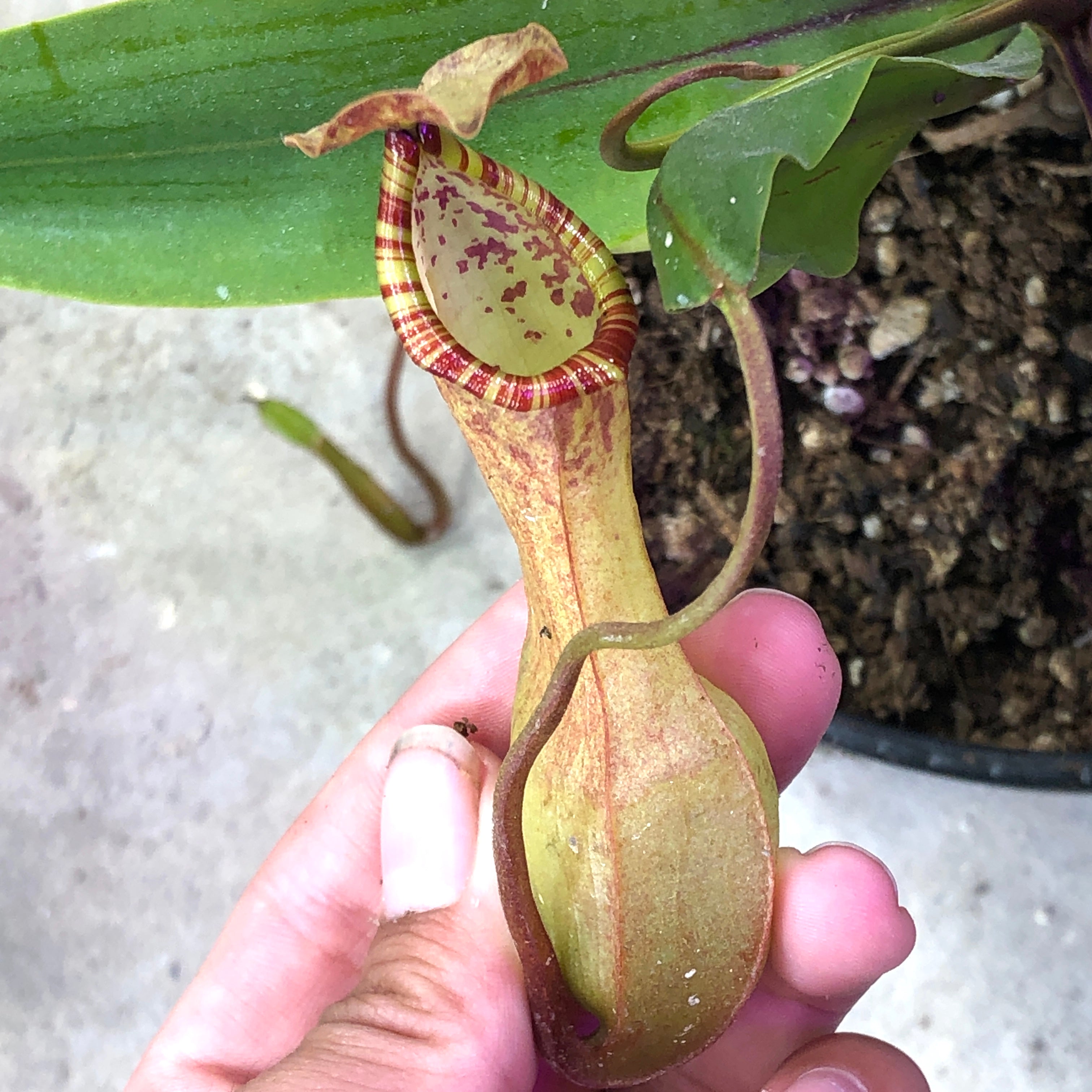 Nepenthes eustachya