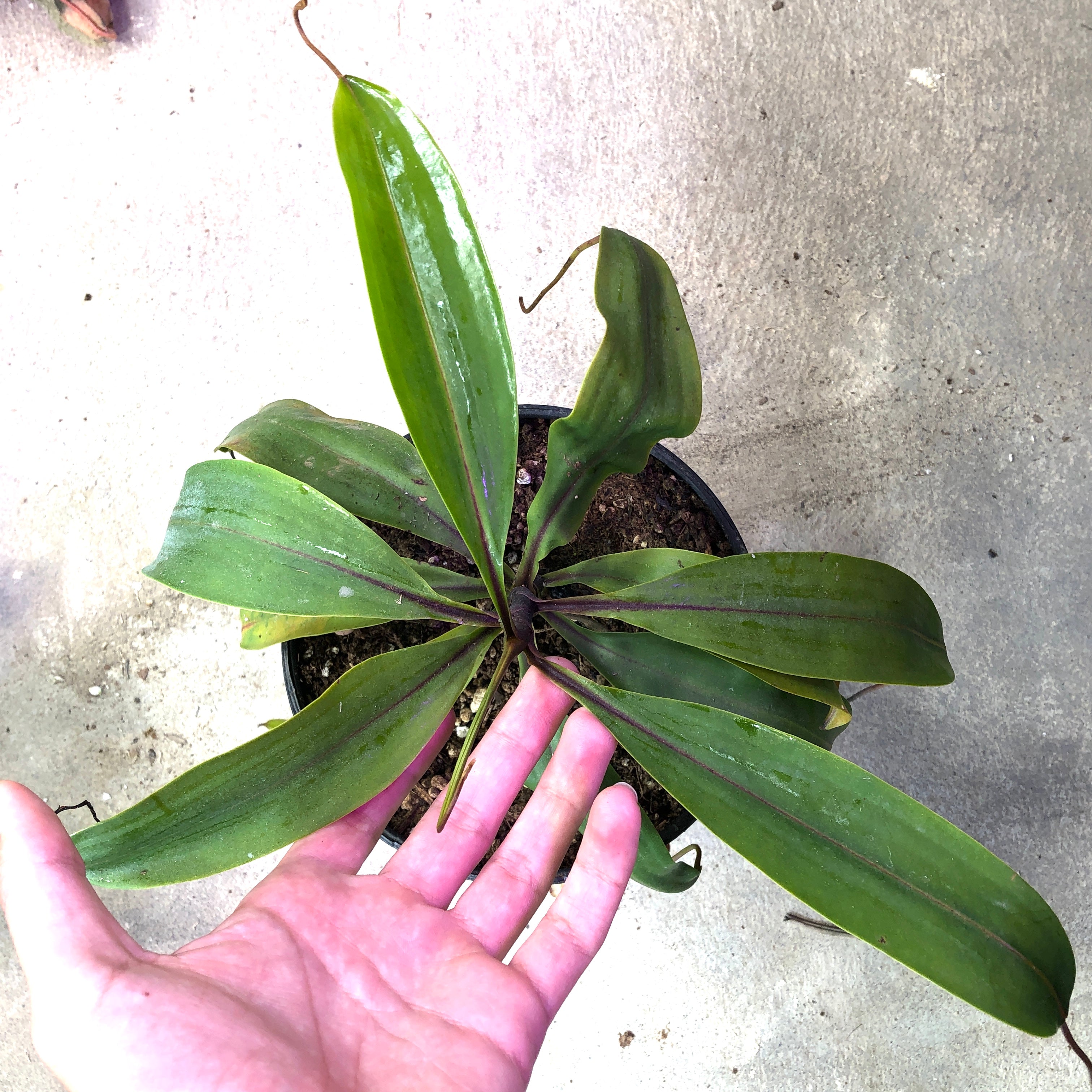 Nepenthes eustachya