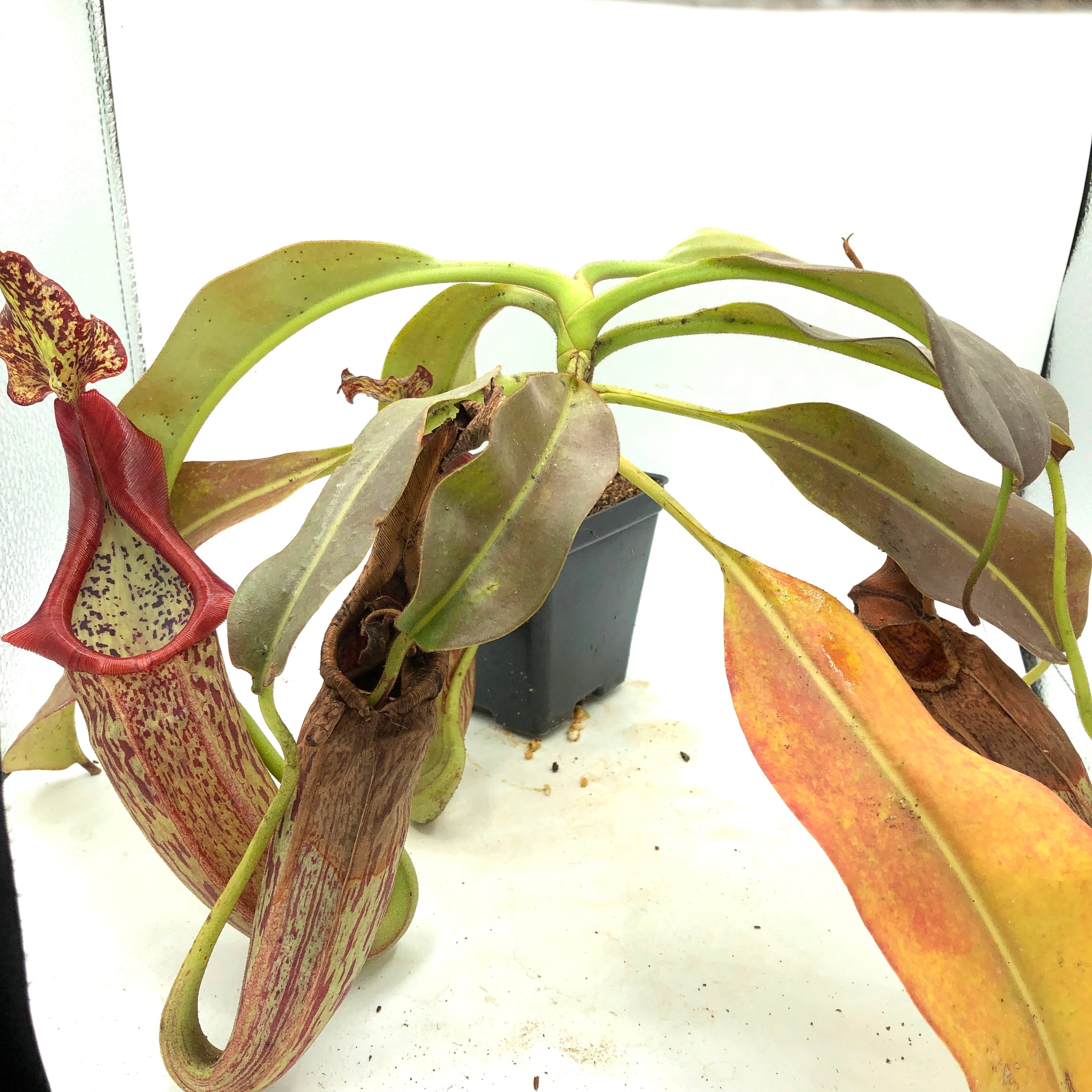 Nepenthes eymae BE-3736 Specimen