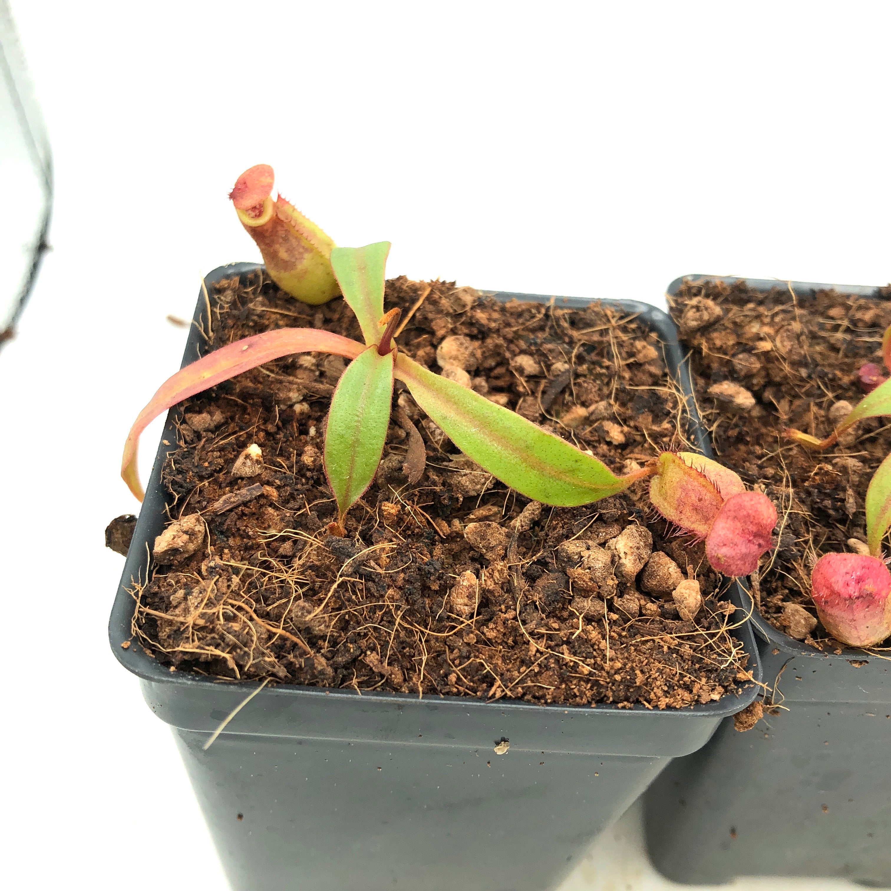 Nepenthes bokorensis BE-3856