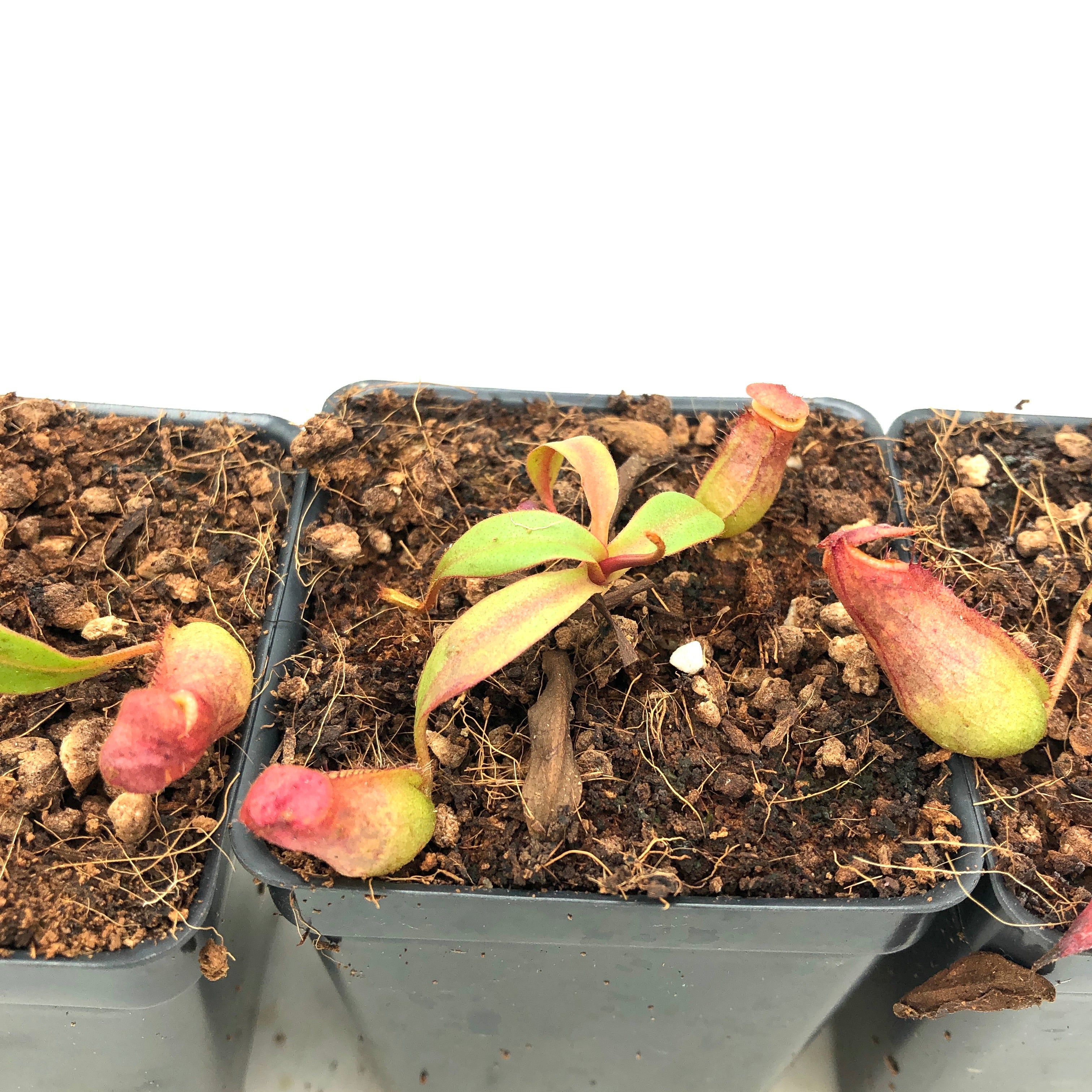 Nepenthes bokorensis BE-3856