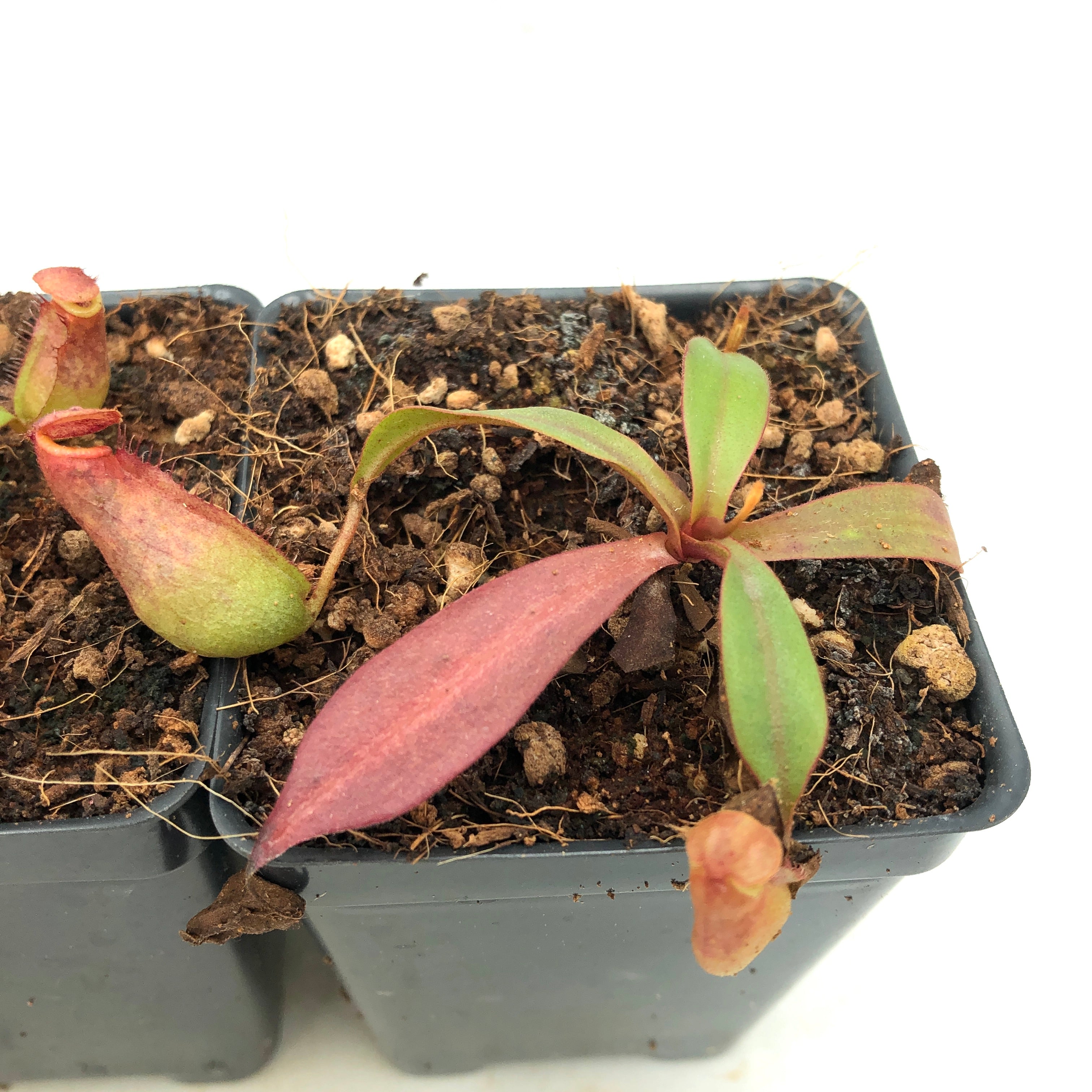 Nepenthes bokorensis BE-3856