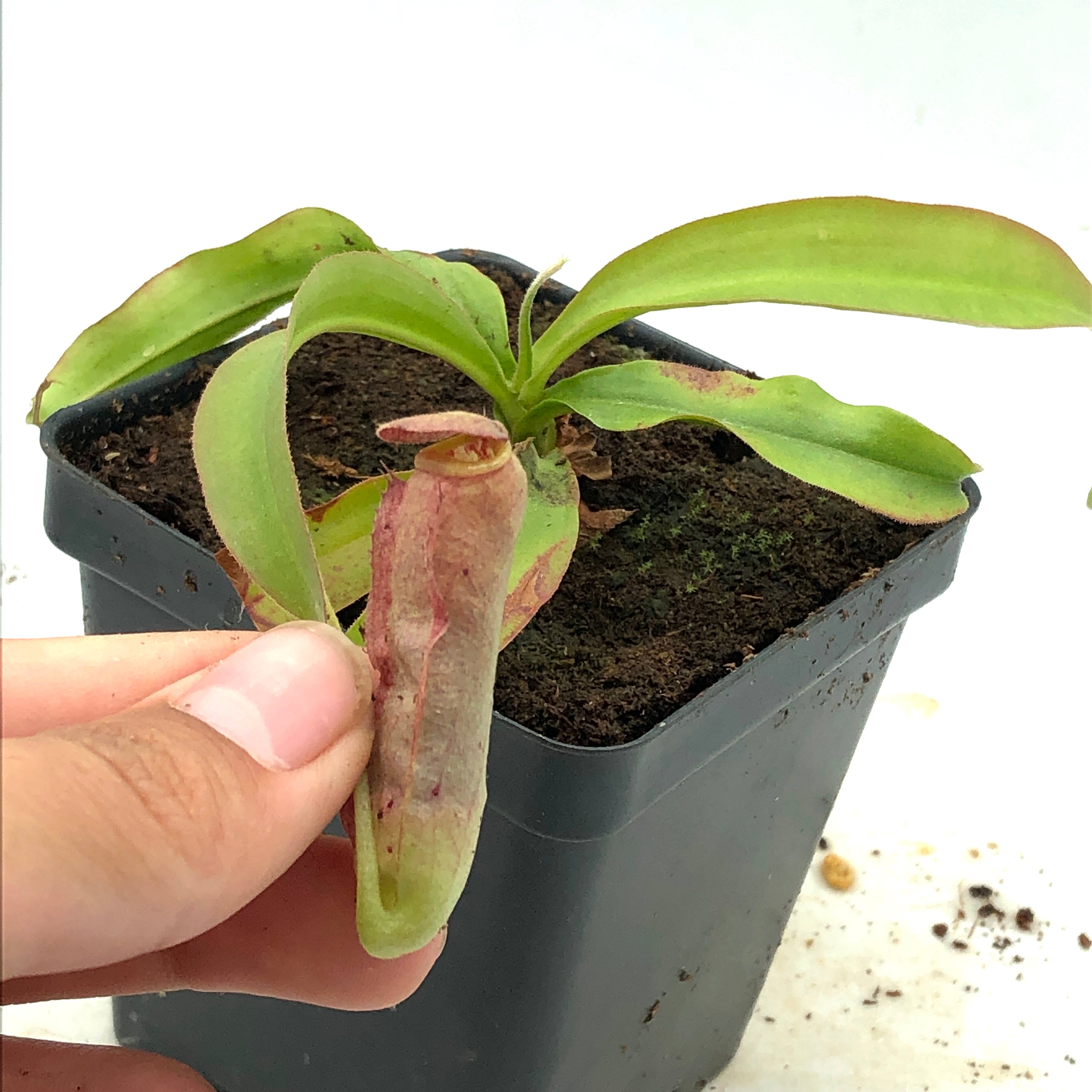 Nepenthes tenax AW