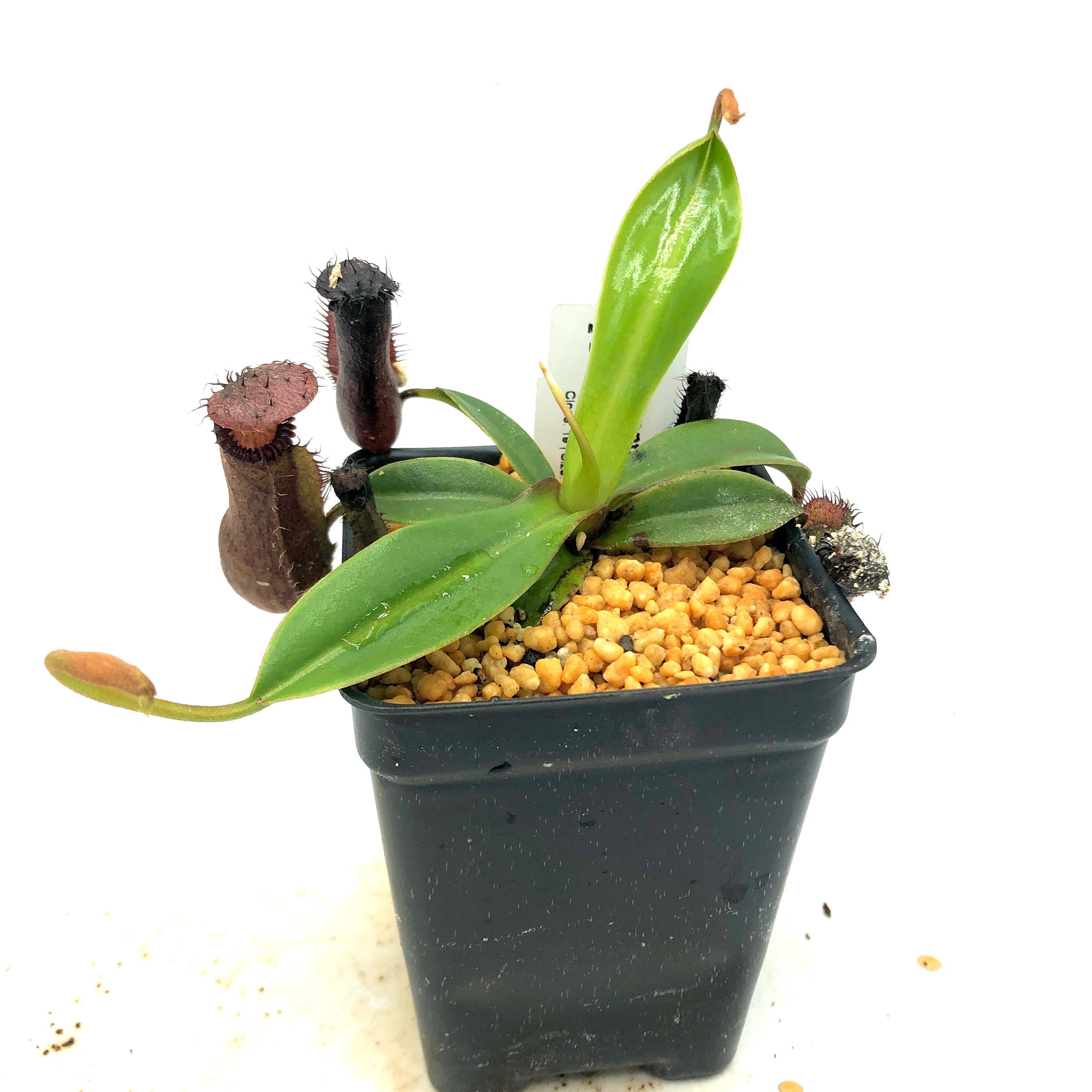 Nepenthes hamata x edwardsiana AW 19