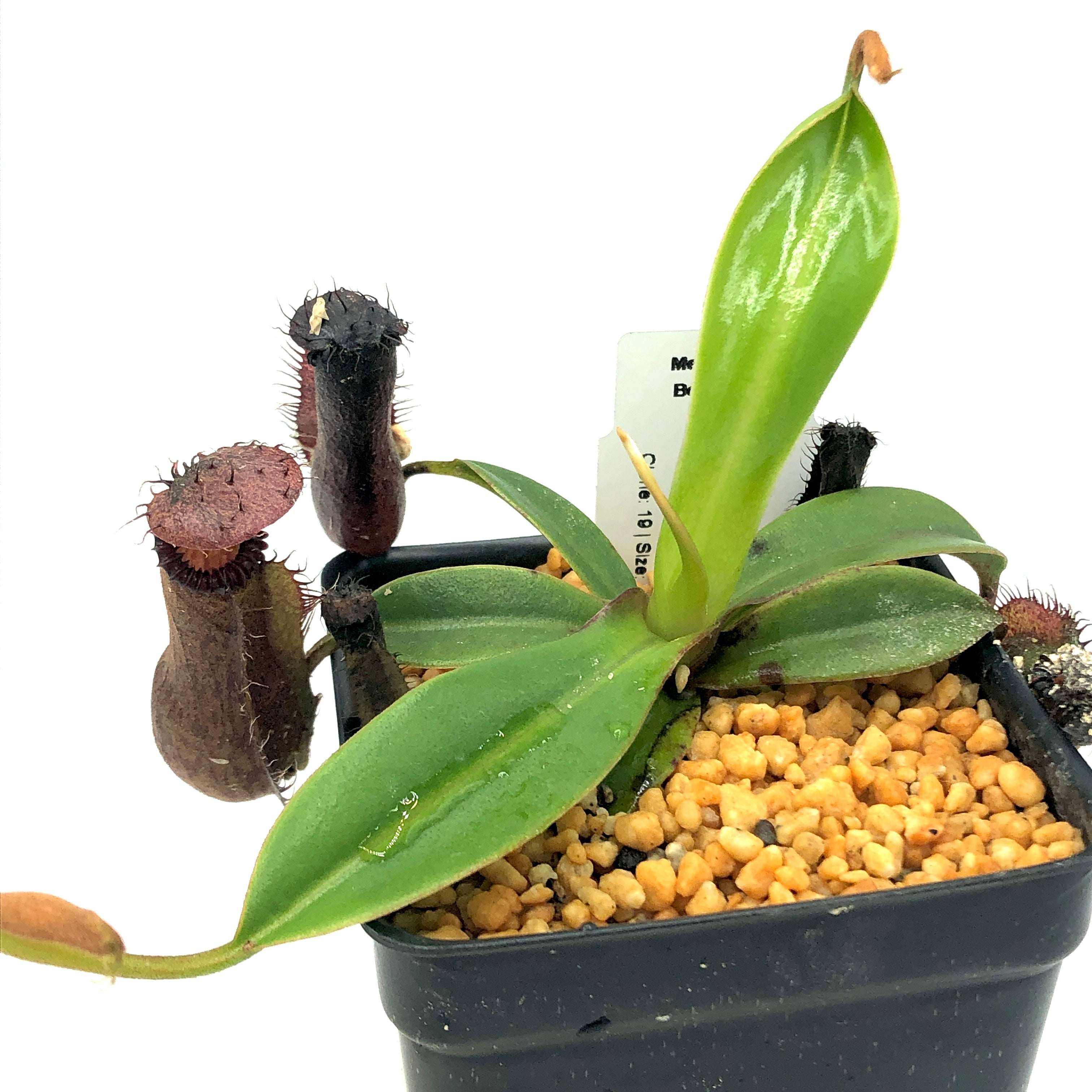 Nepenthes hamata x edwardsiana AW 19