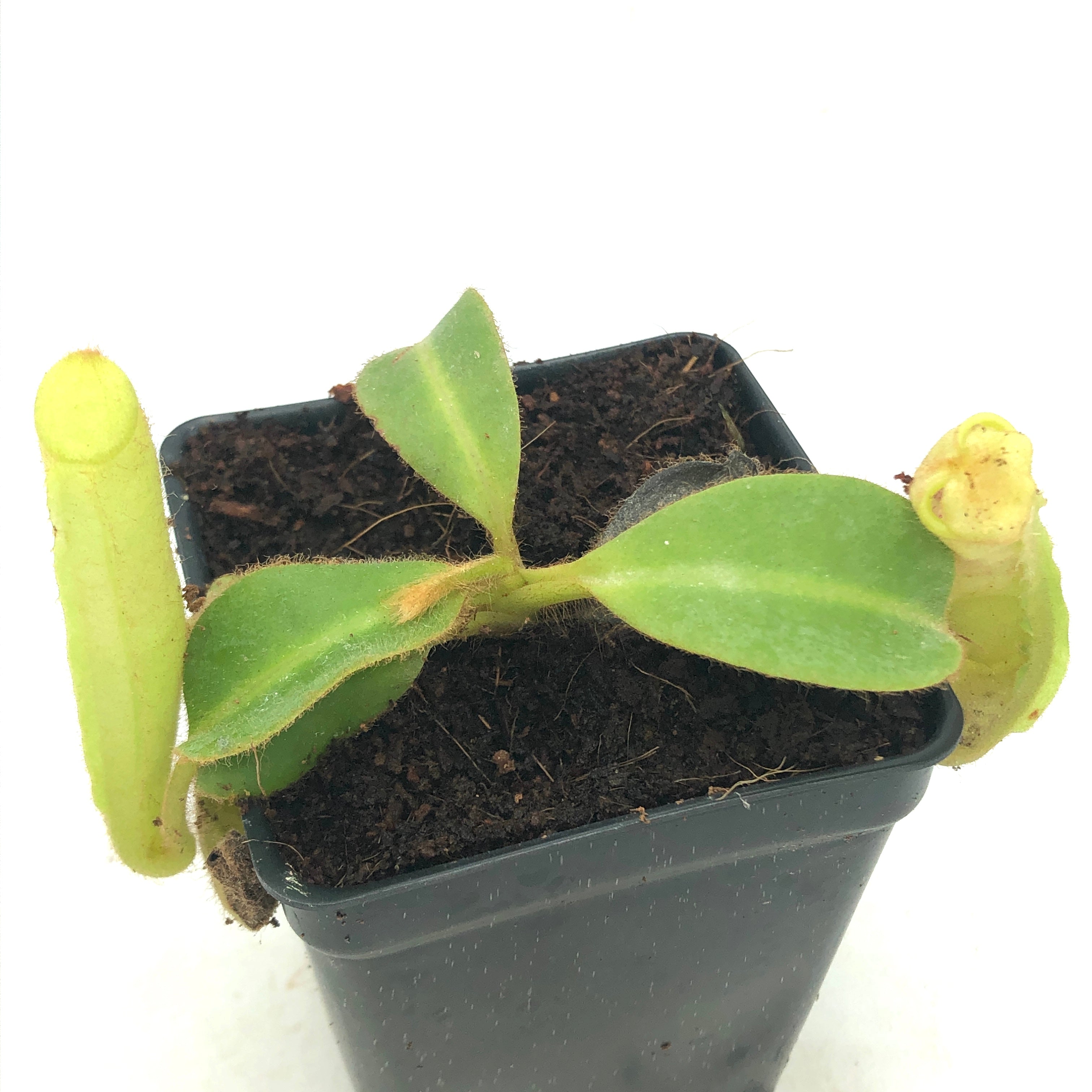 Nepenthes chaniana BE-3434
