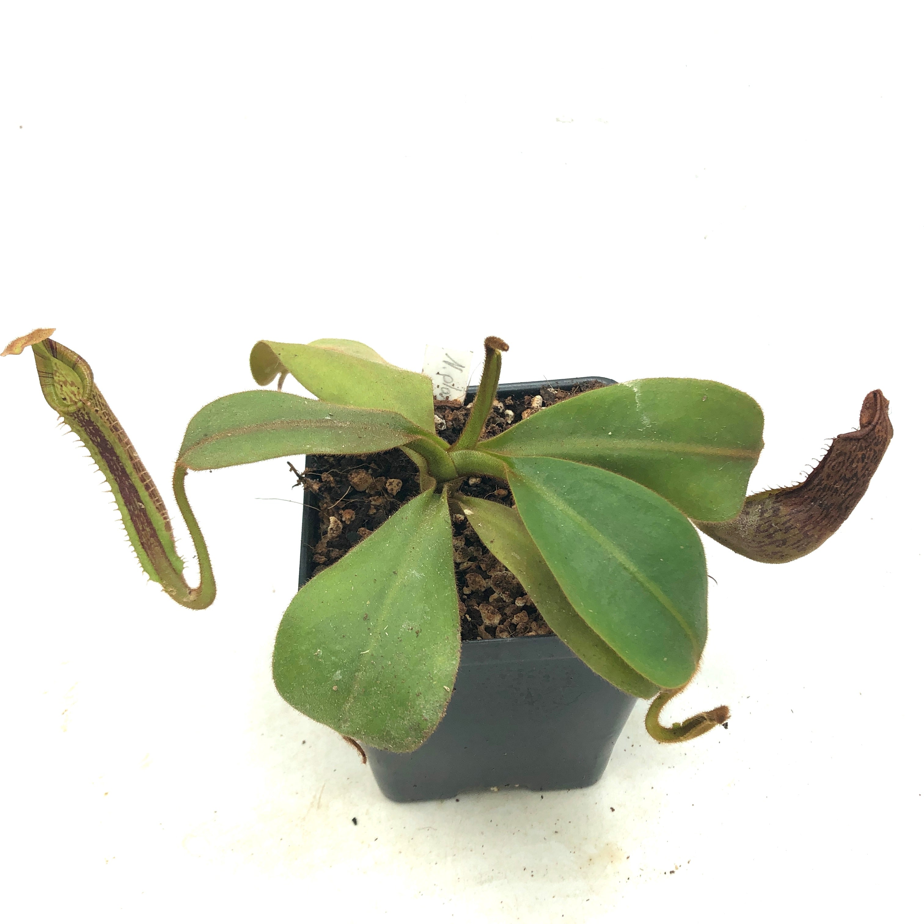Nepenthes platychila Seed Grown