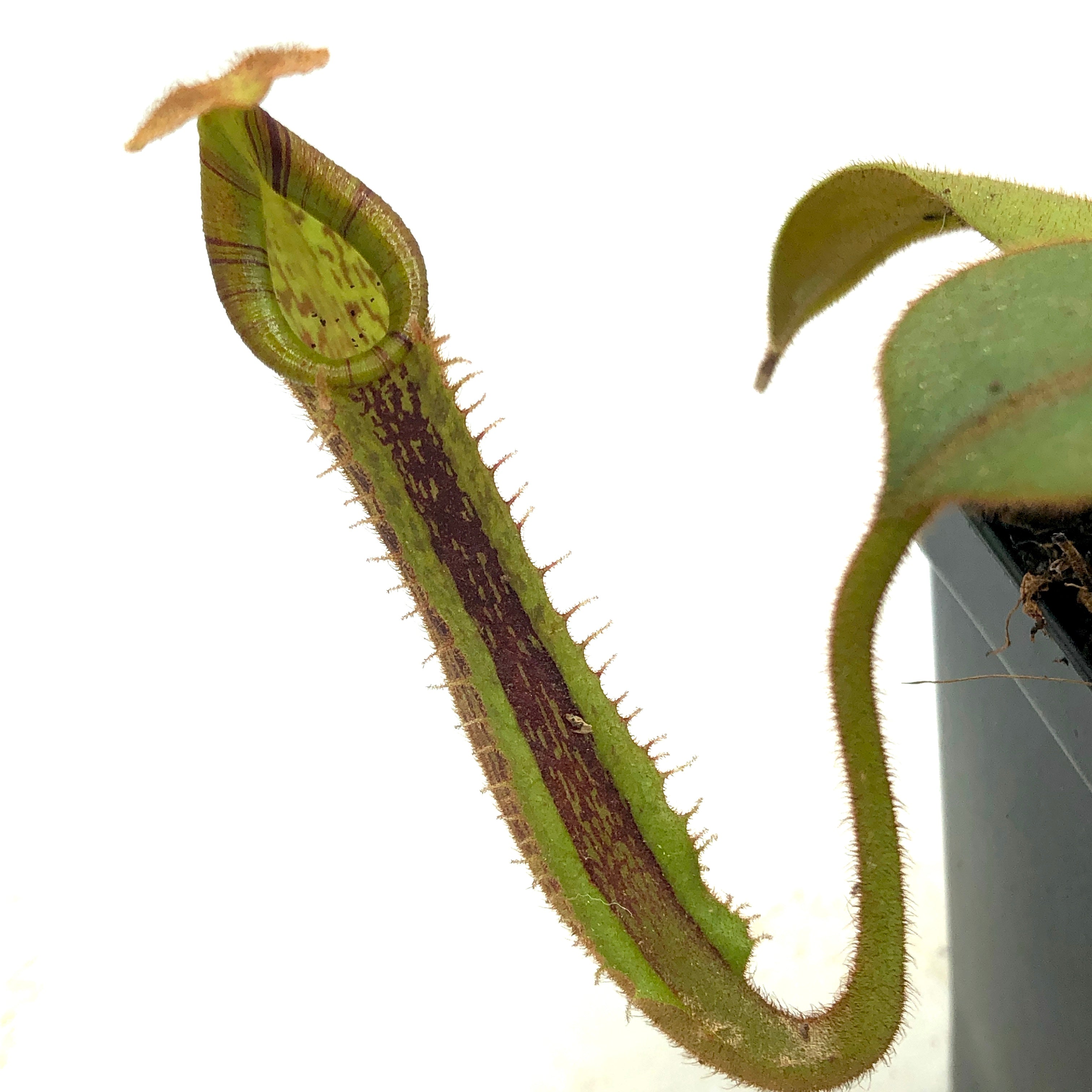 Nepenthes platychila Seed Grown