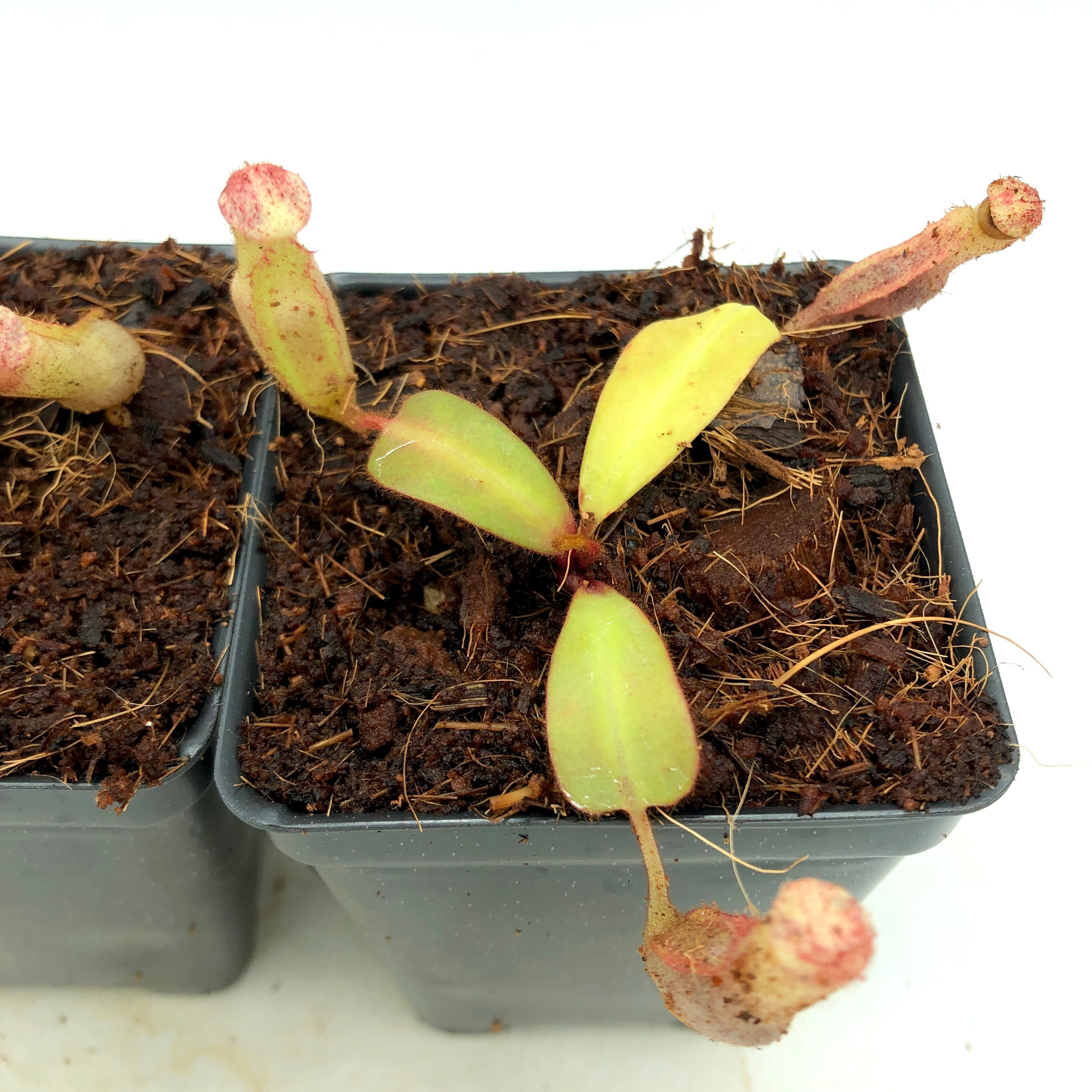 Nepenthes clipeata BE-4058