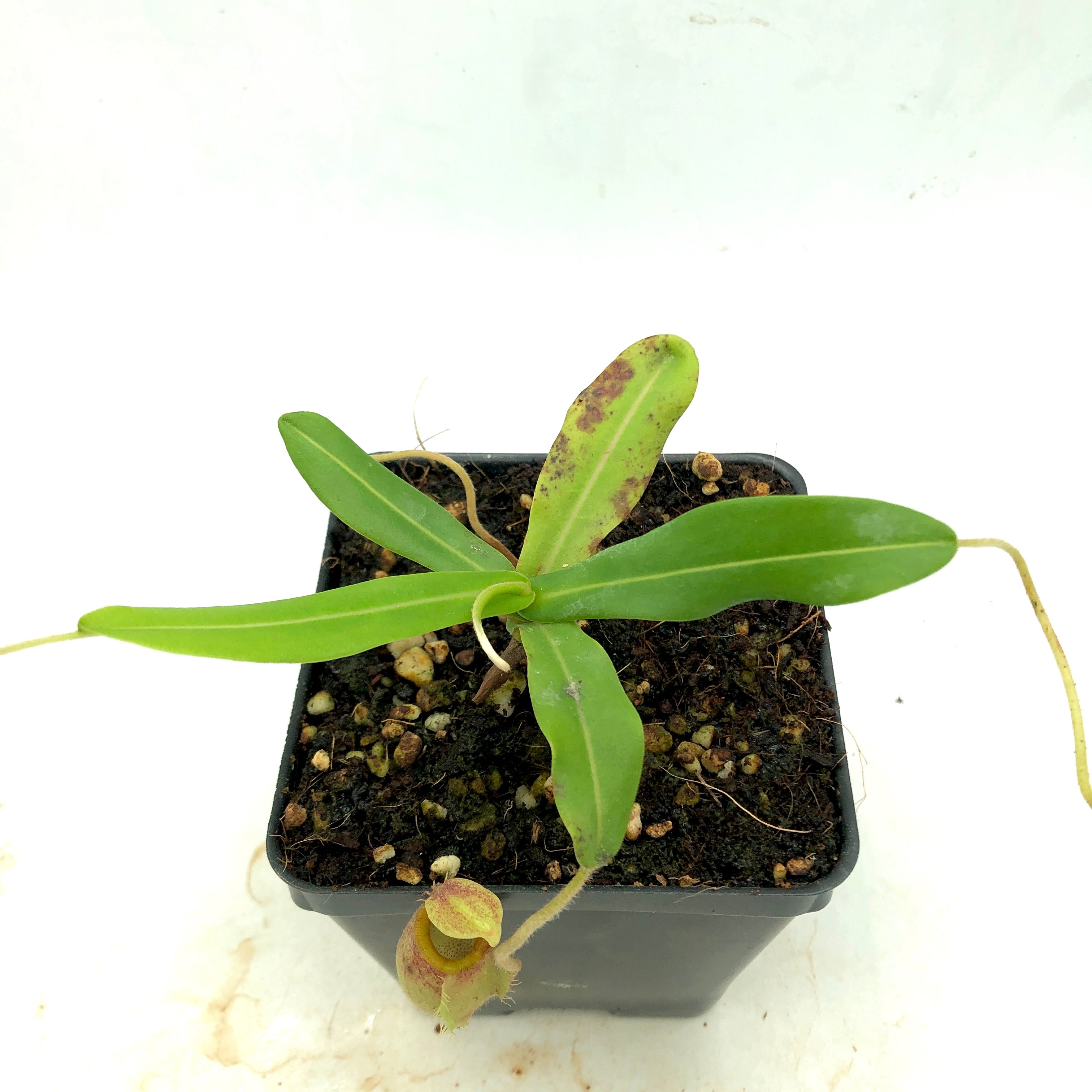 Nepenthes undulatifolia Seed Grown Wistuba