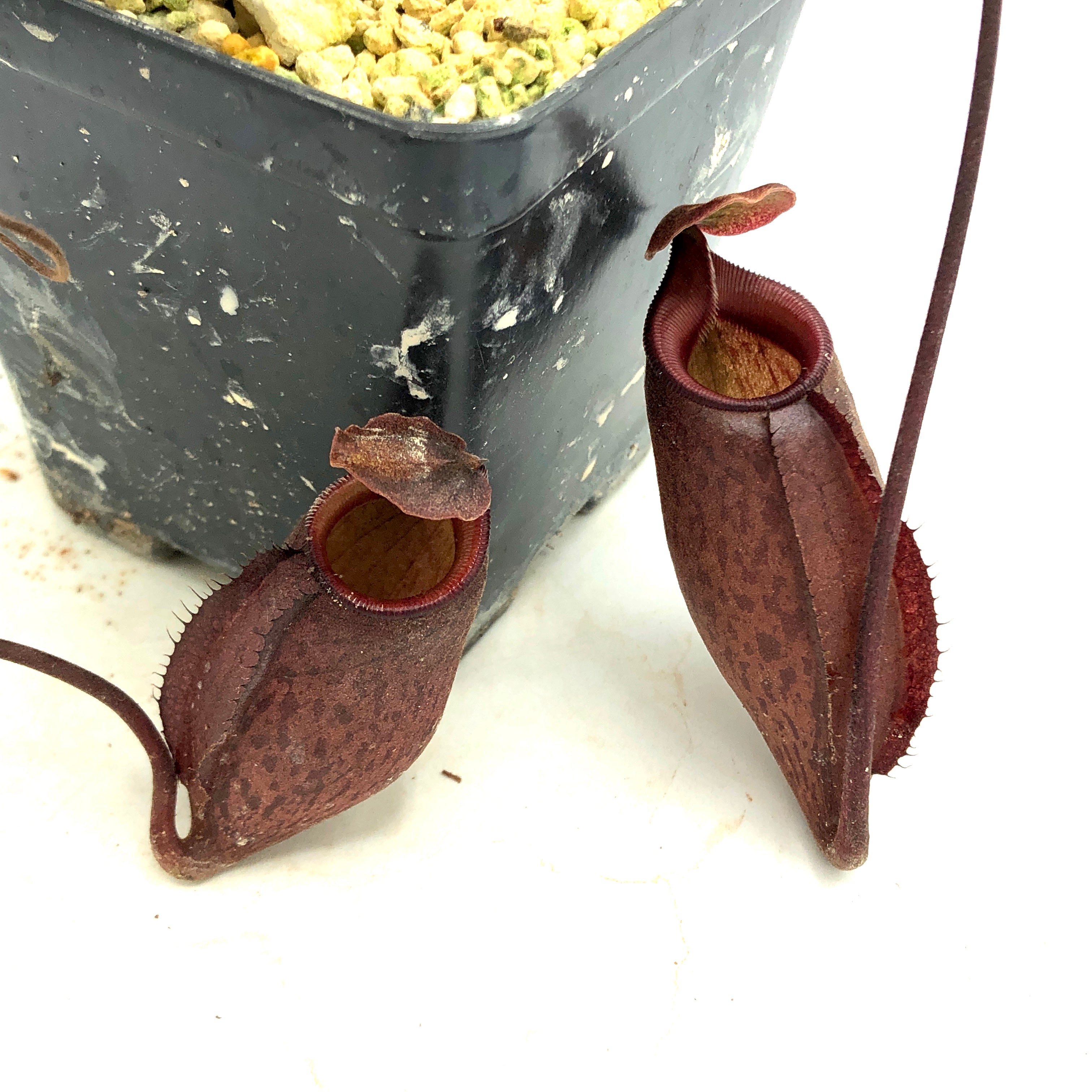 Nepenthes palawanensis