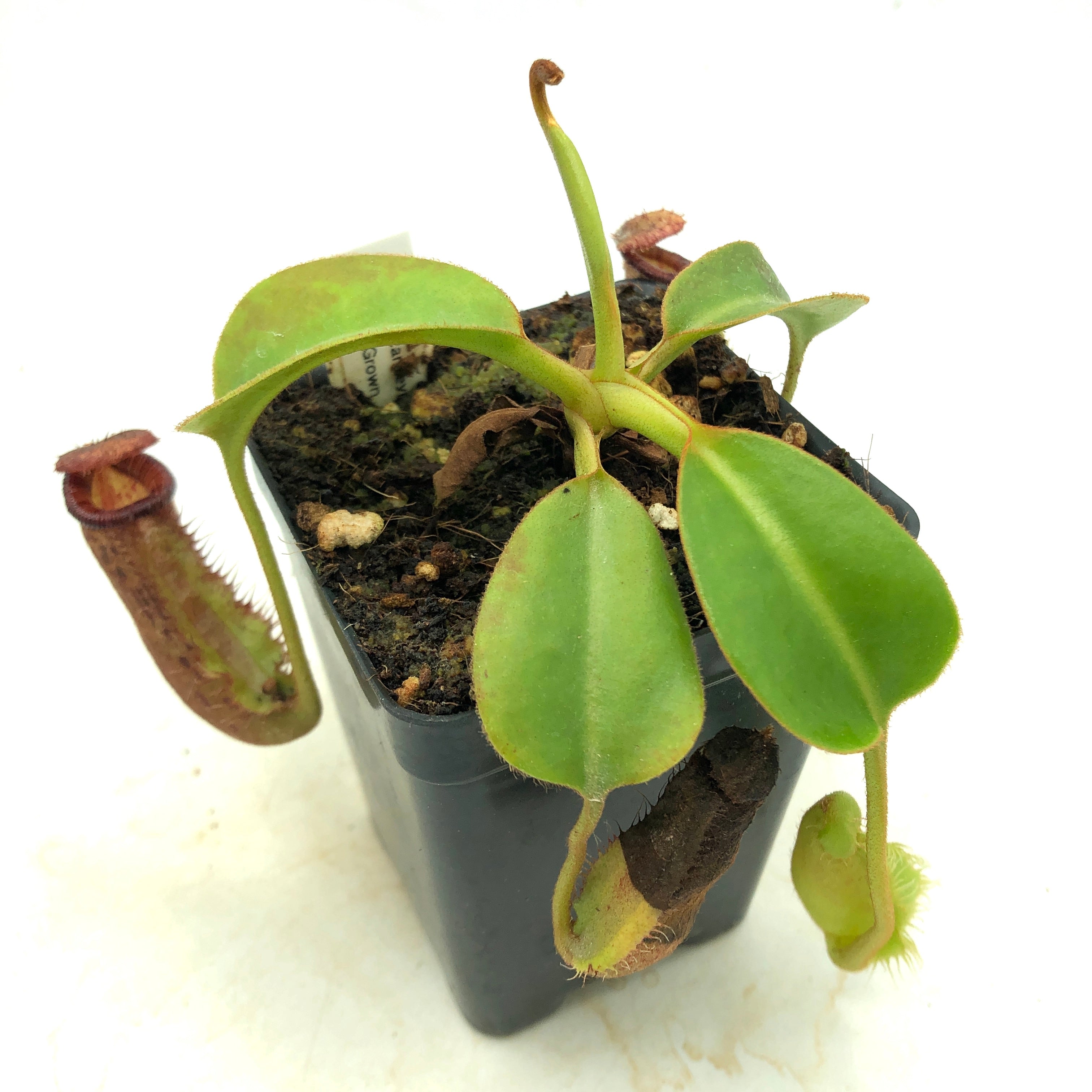 Nepenthes robcantleyi x (lowii x ephippiata)