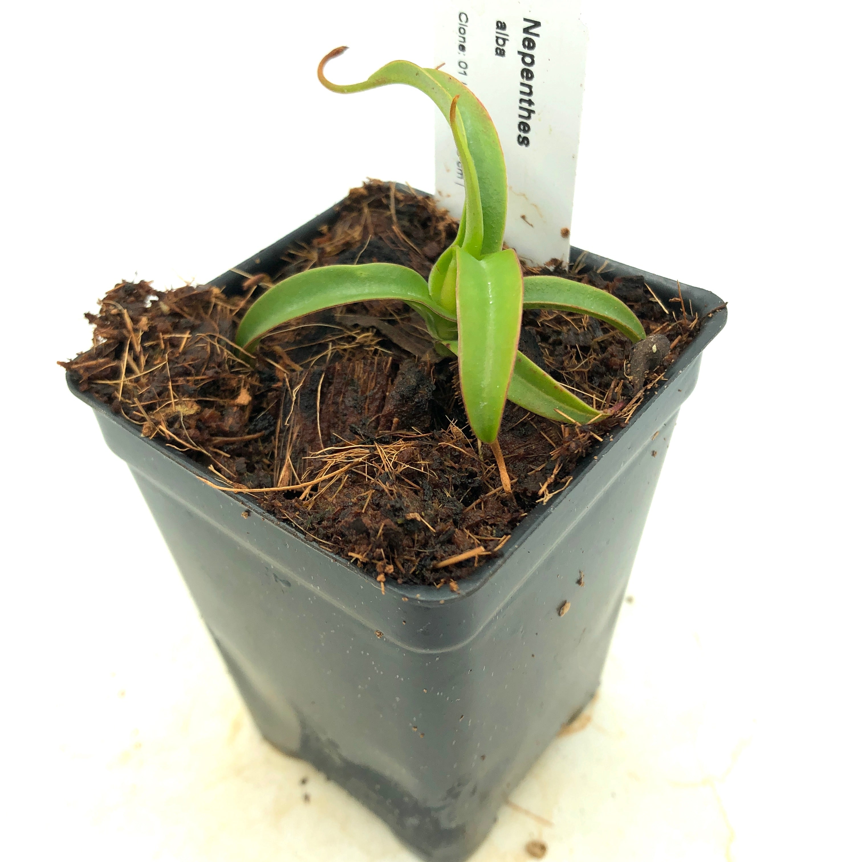 Nepenthes alba AW