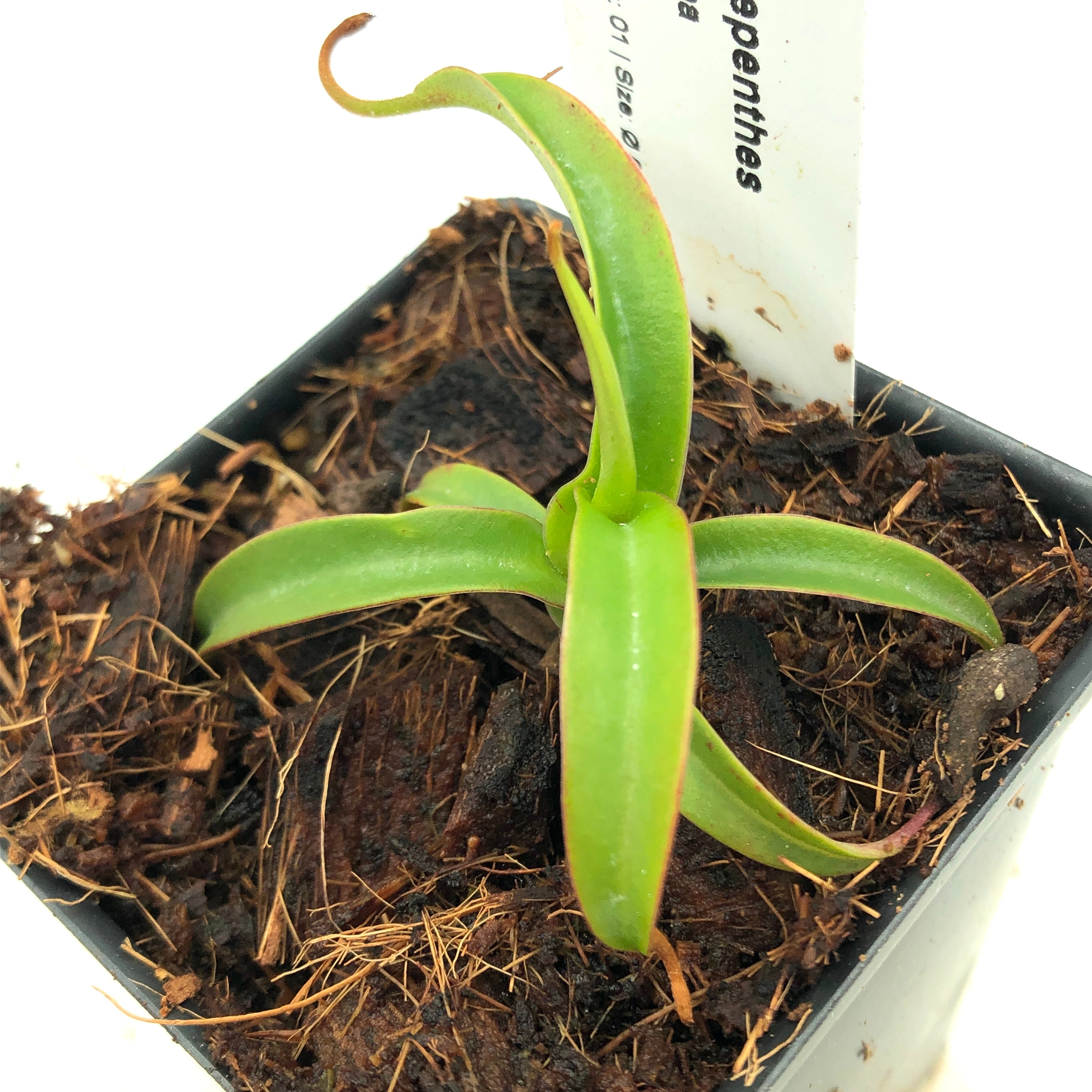 Nepenthes alba AW