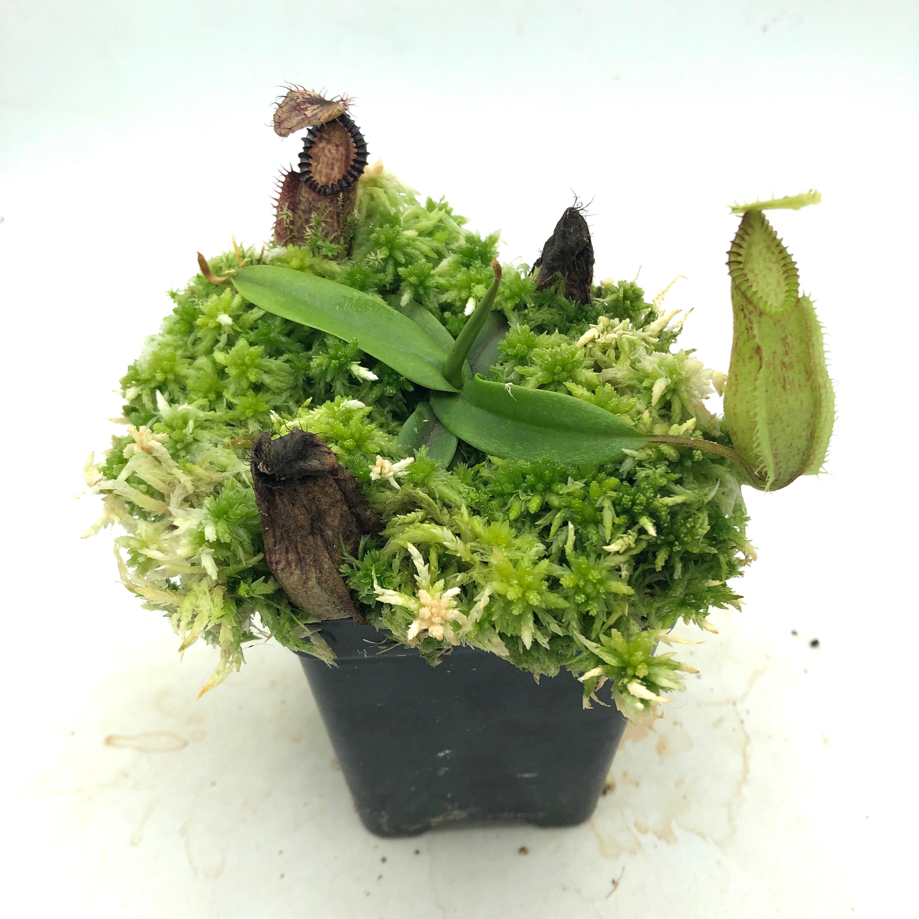 Nepenthes hamata Tambusisi x Lumut BE-4044